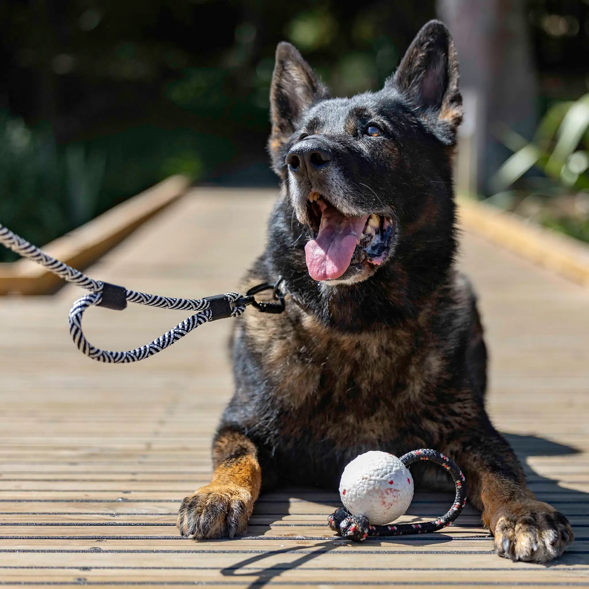 Aoraki Rope Dog Leash with Traffic Handle