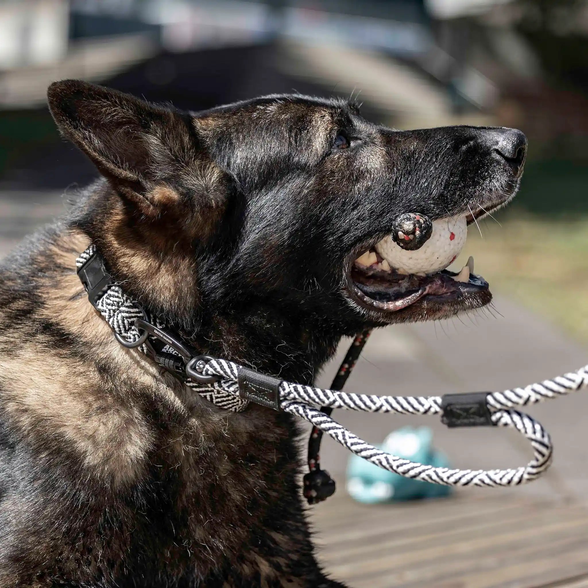 Aoraki Rope Dog Leash with Traffic Handle