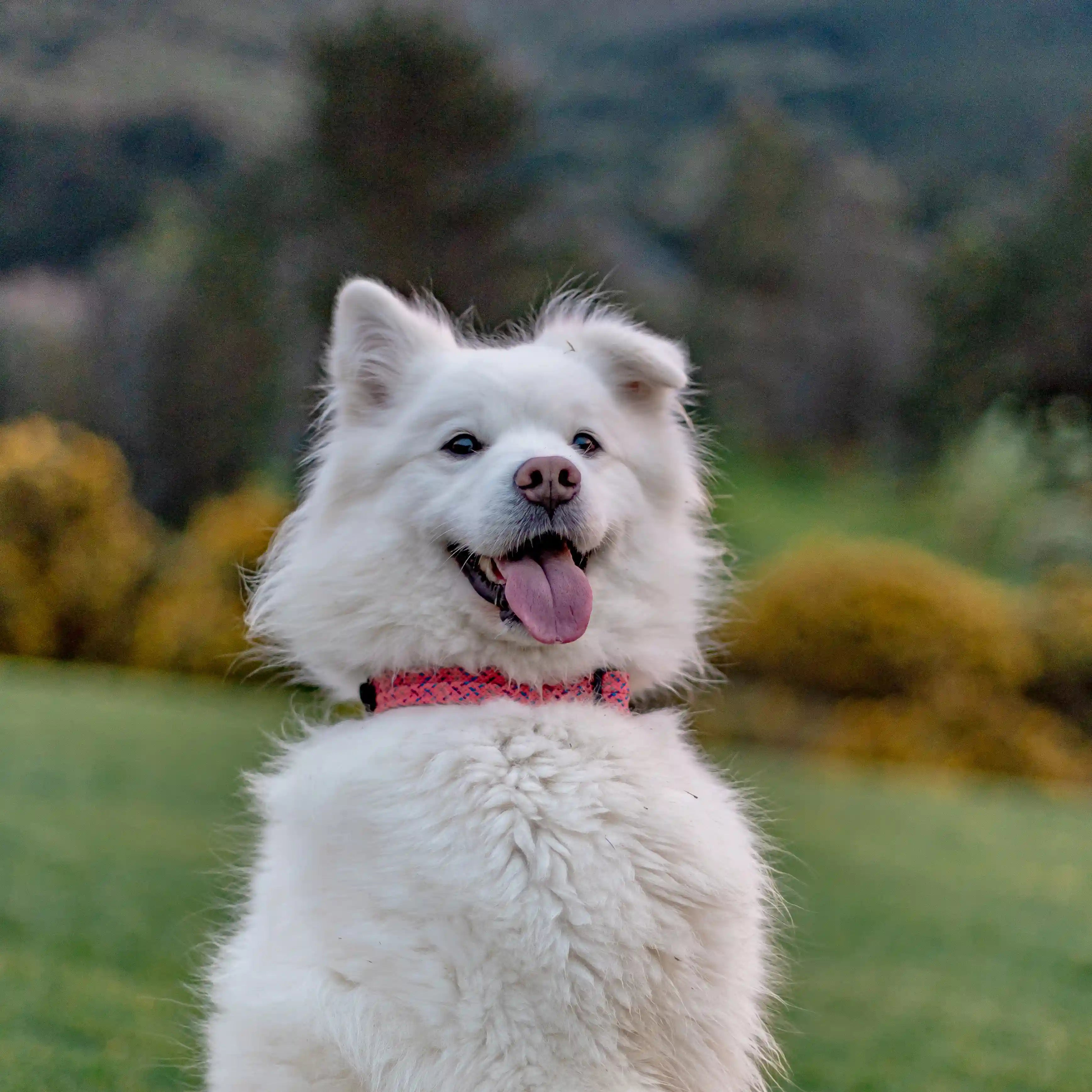 Ohau Dog Collar