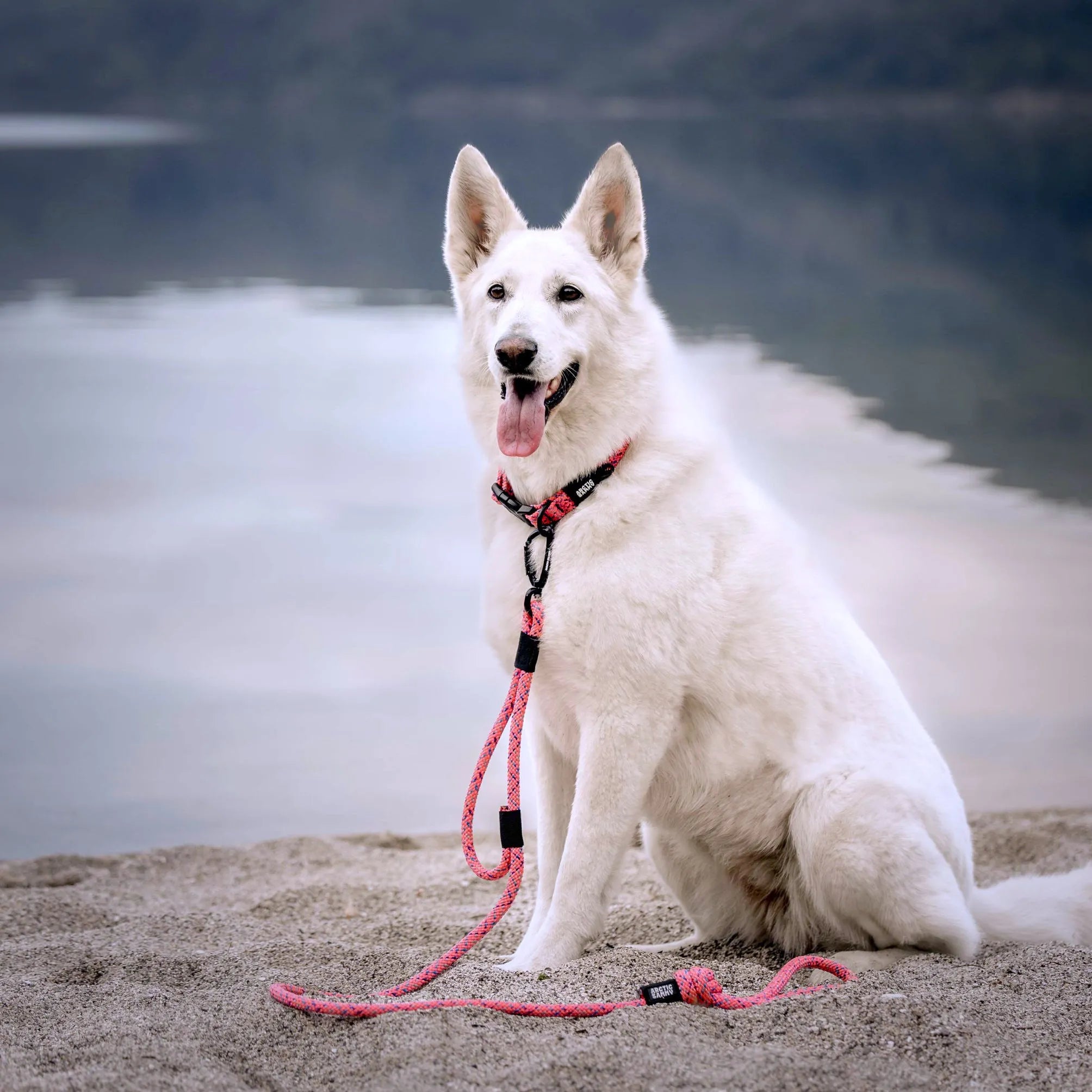 Ohau Dog Collar