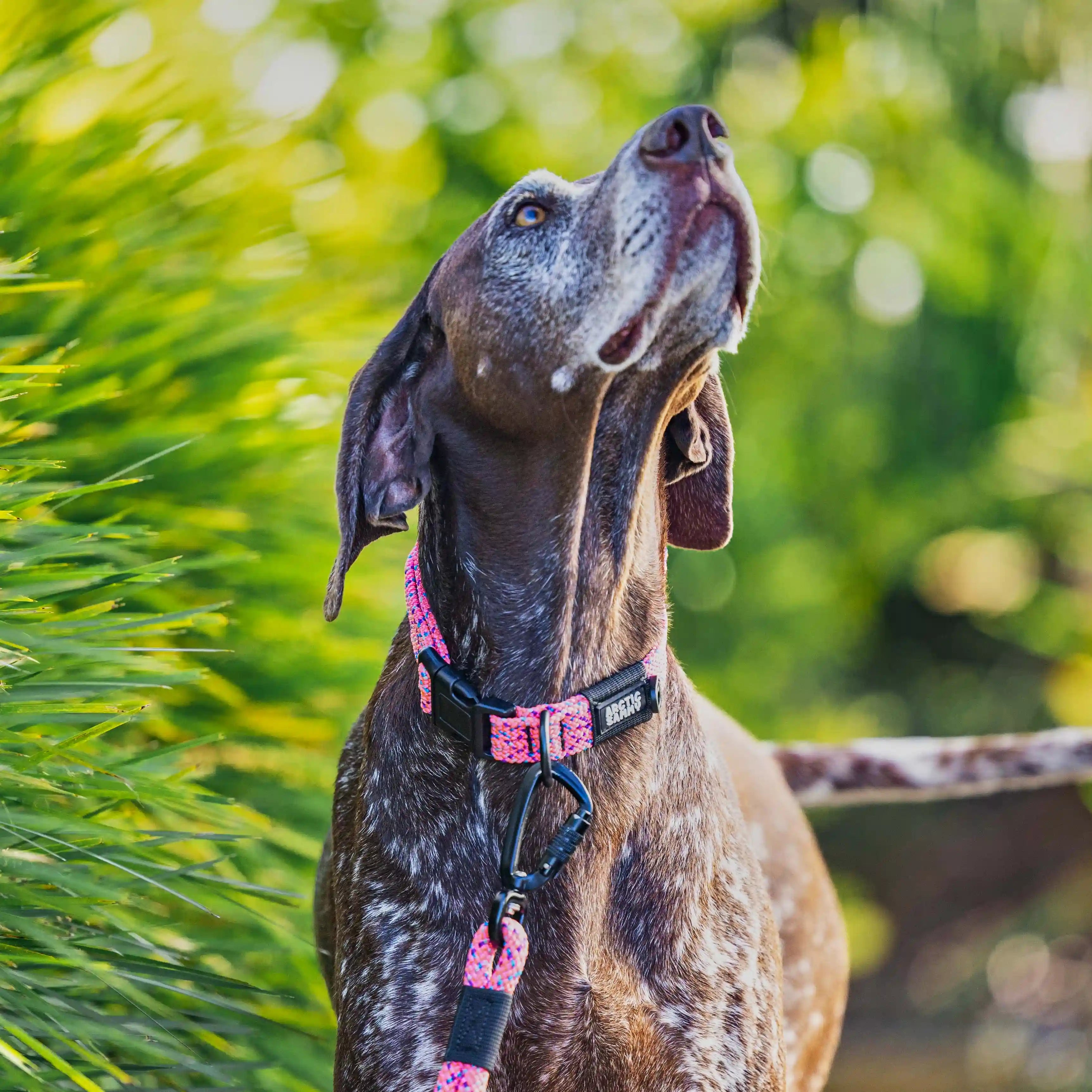 Ohau Dog Collar