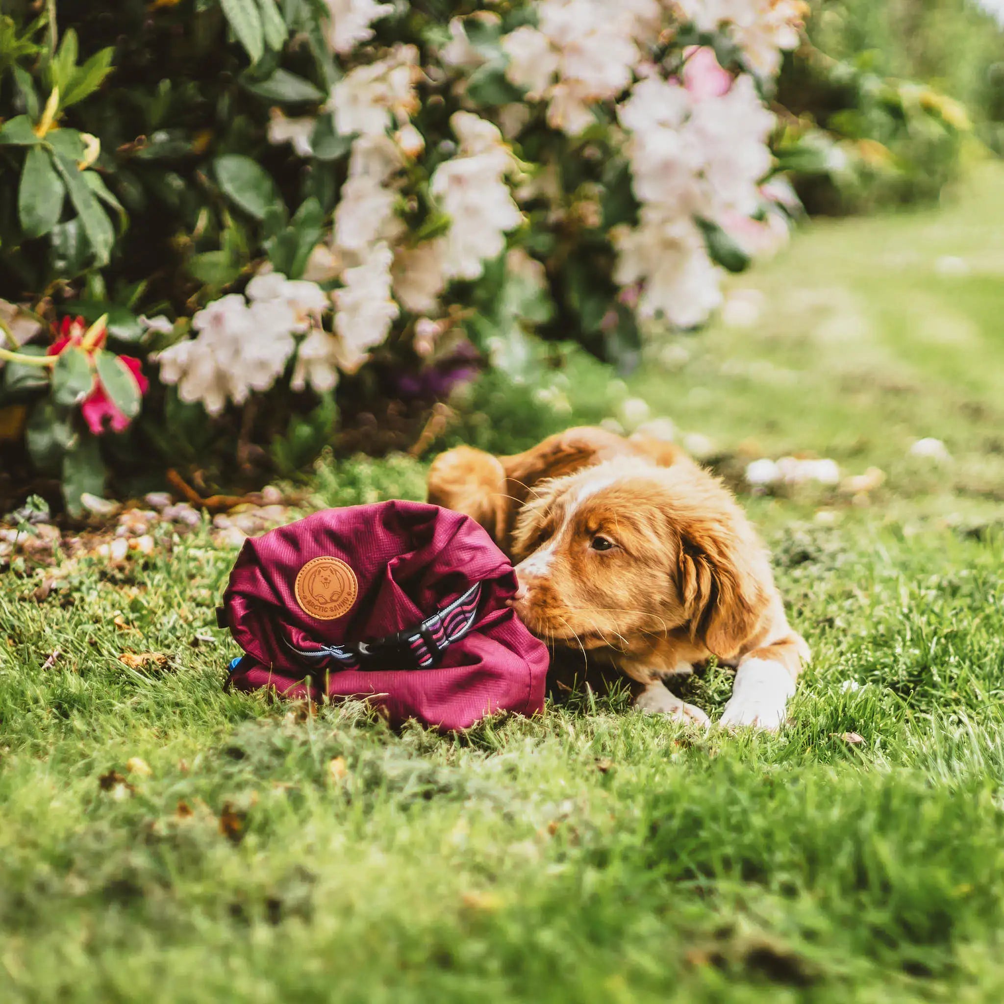 Olive Explorer Dog Food Travel Bag