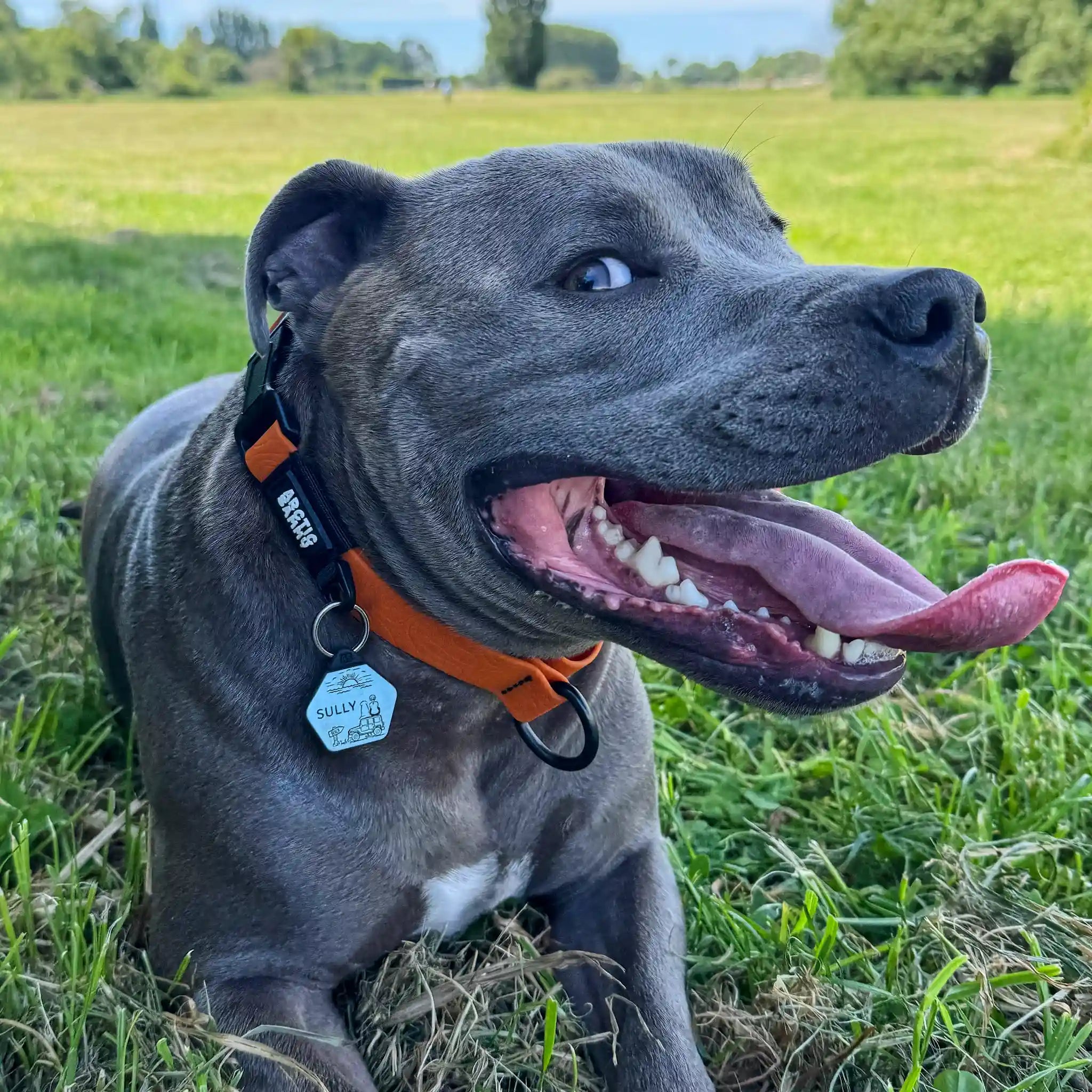 Dog ID Tag - Pickle