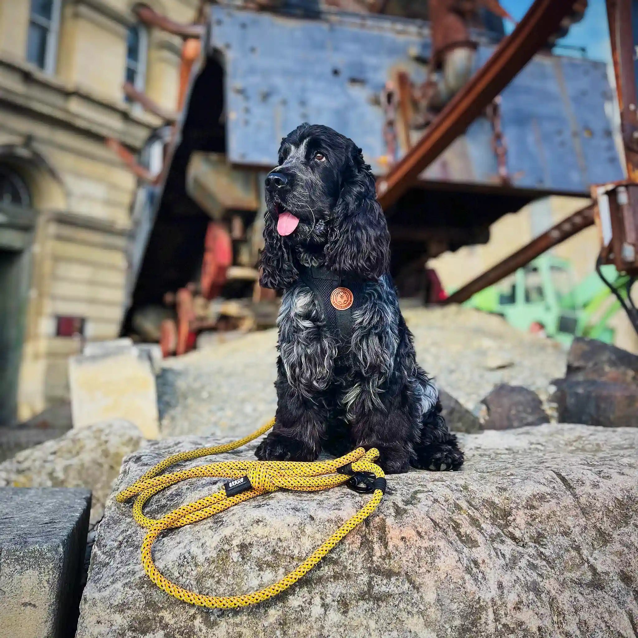 Raglan Trail Runner Handsfree Dog Leash