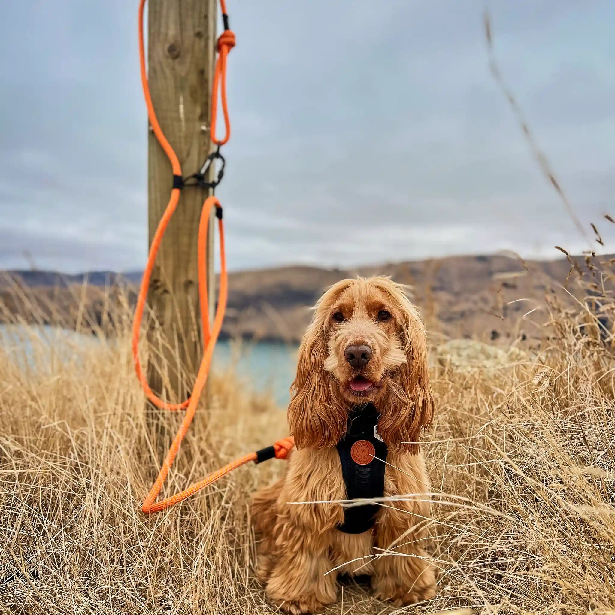 Hawea Trail Runner Handsfree Dog Leash