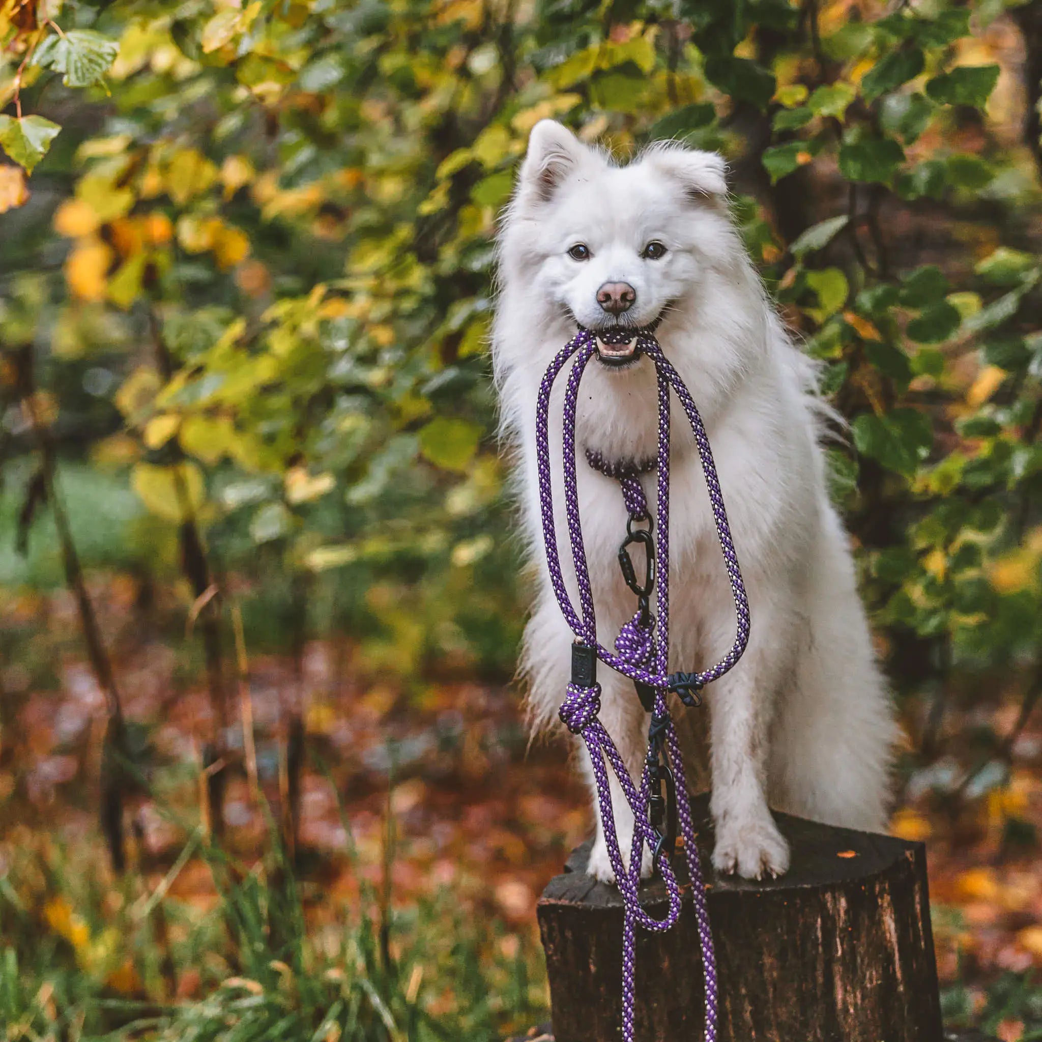 Waihi Trail Runner Handsfree Dog Leash