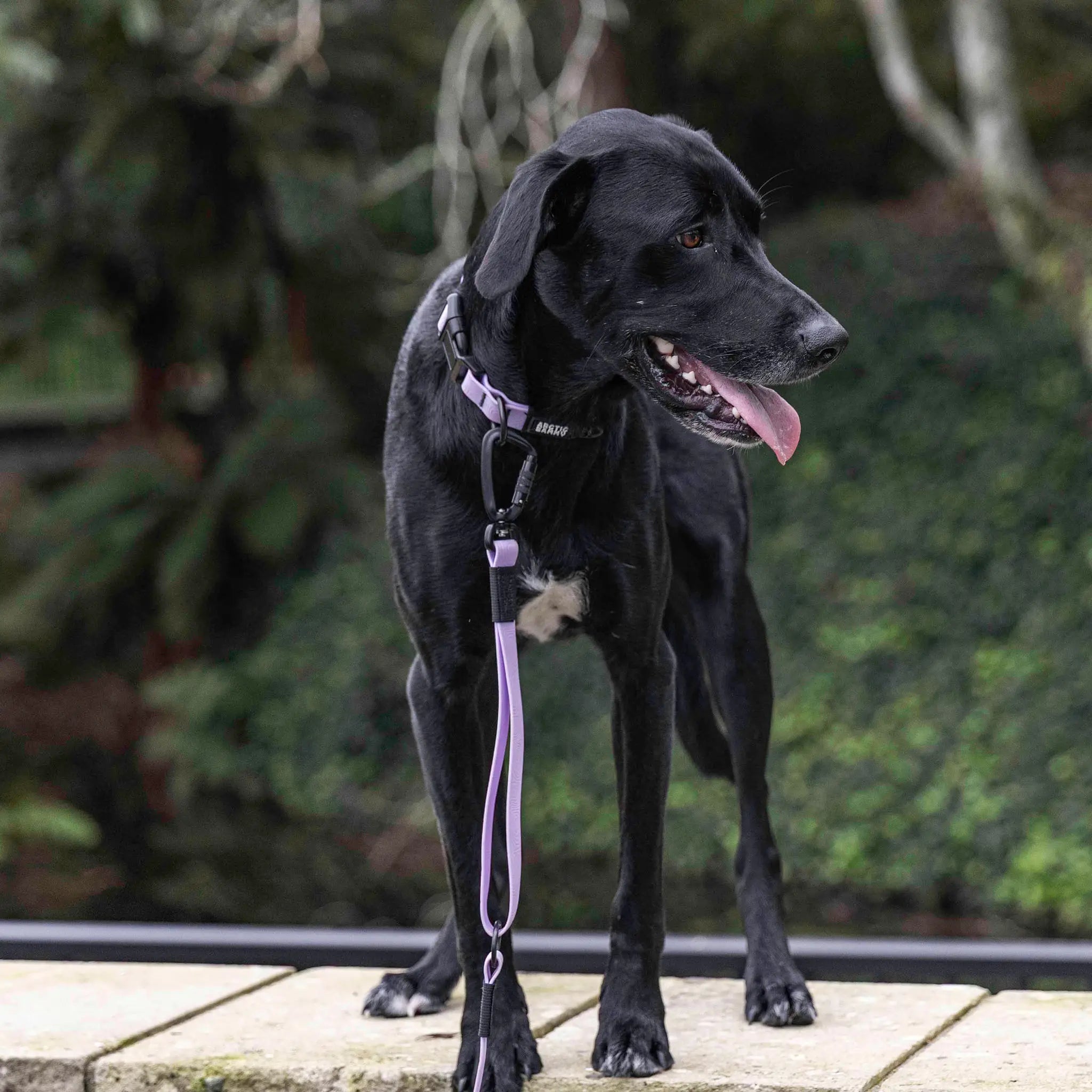 Lavender Terraflow Traffic Handle Leash
