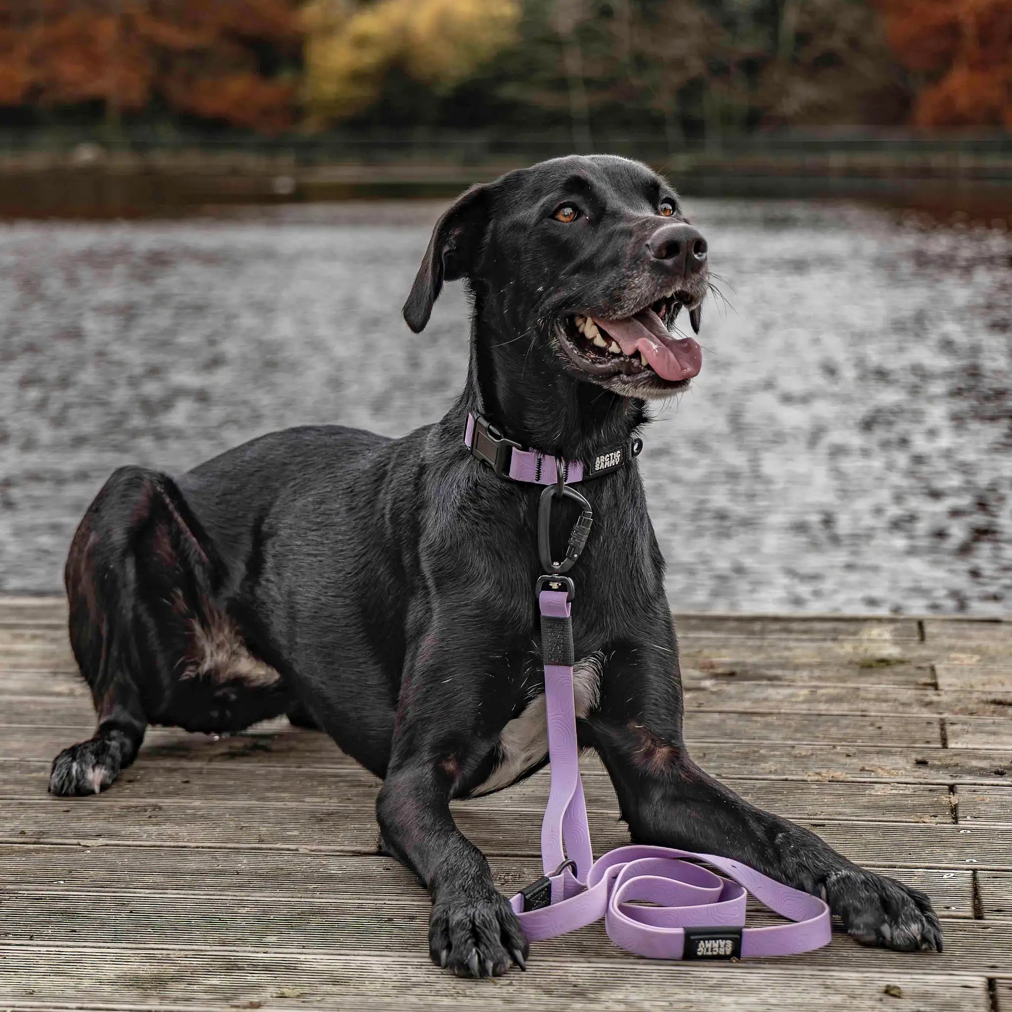 Lavender Terraflow Traffic Handle Leash