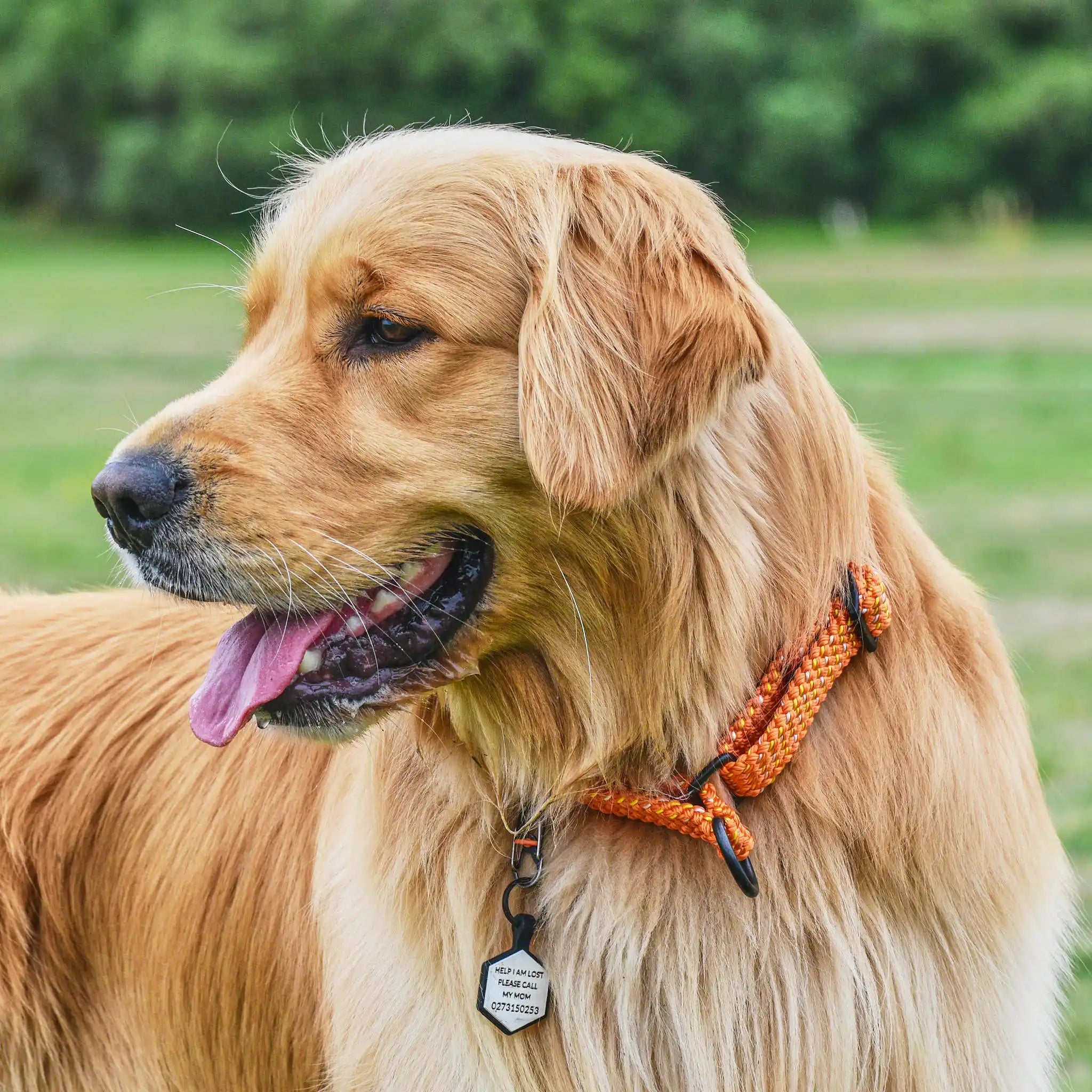 Hawea Martingale Collar