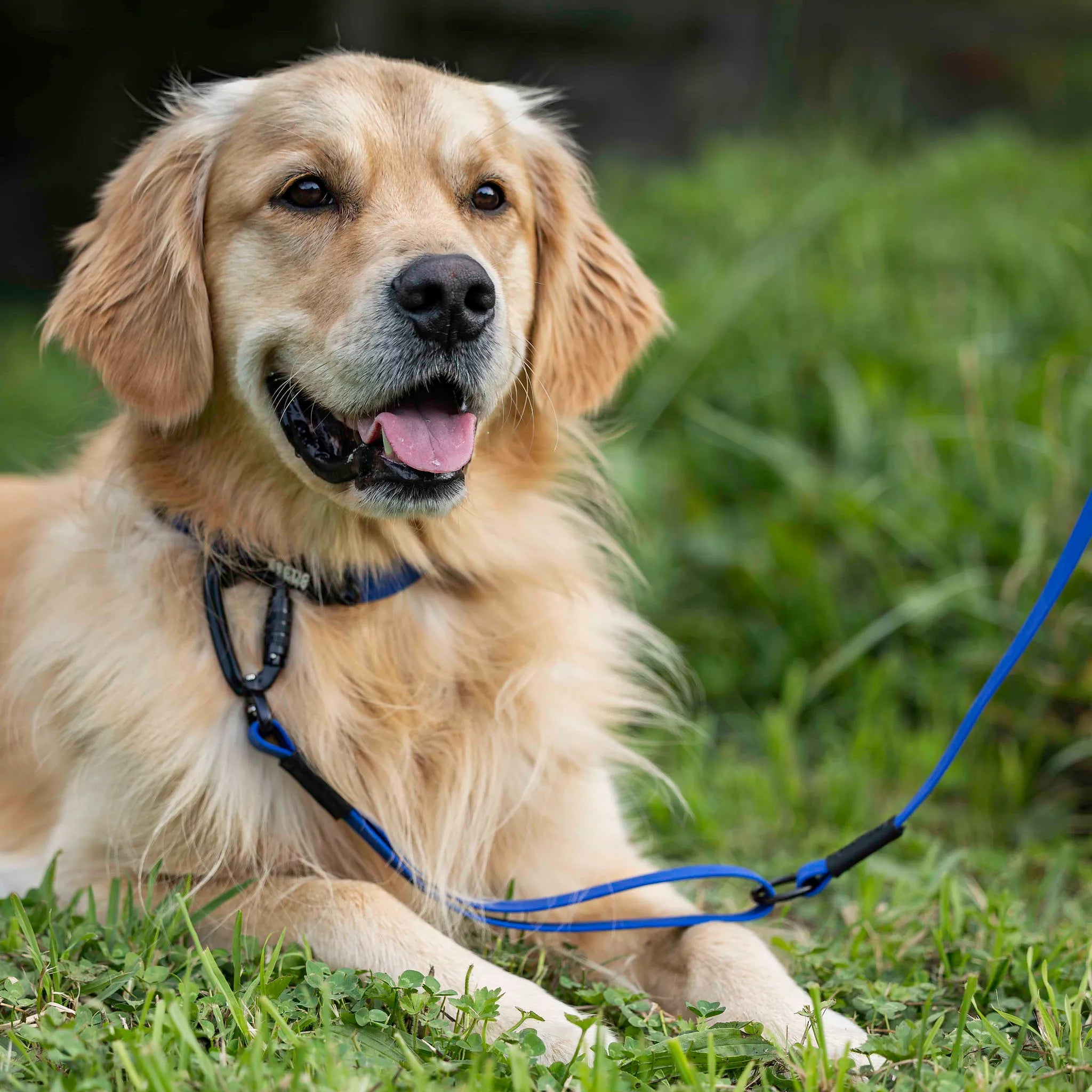 Navy Blue Terraflow Traffic Handle Leash