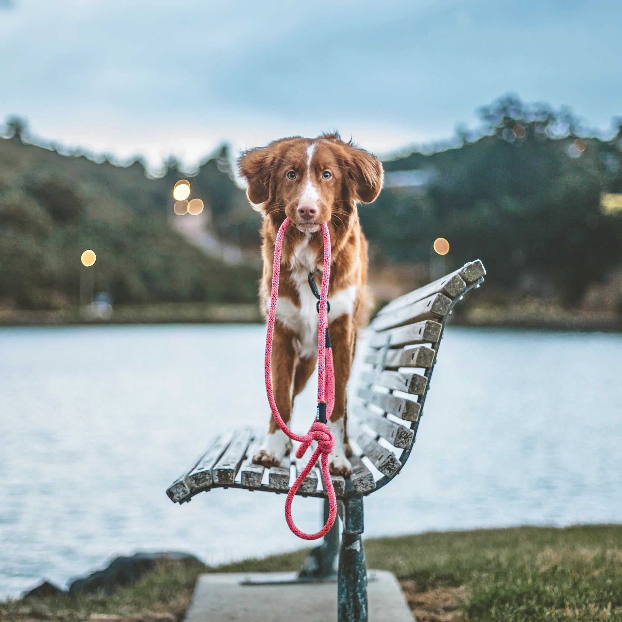 Ohau Rope Dog Leash with Traffic Handle