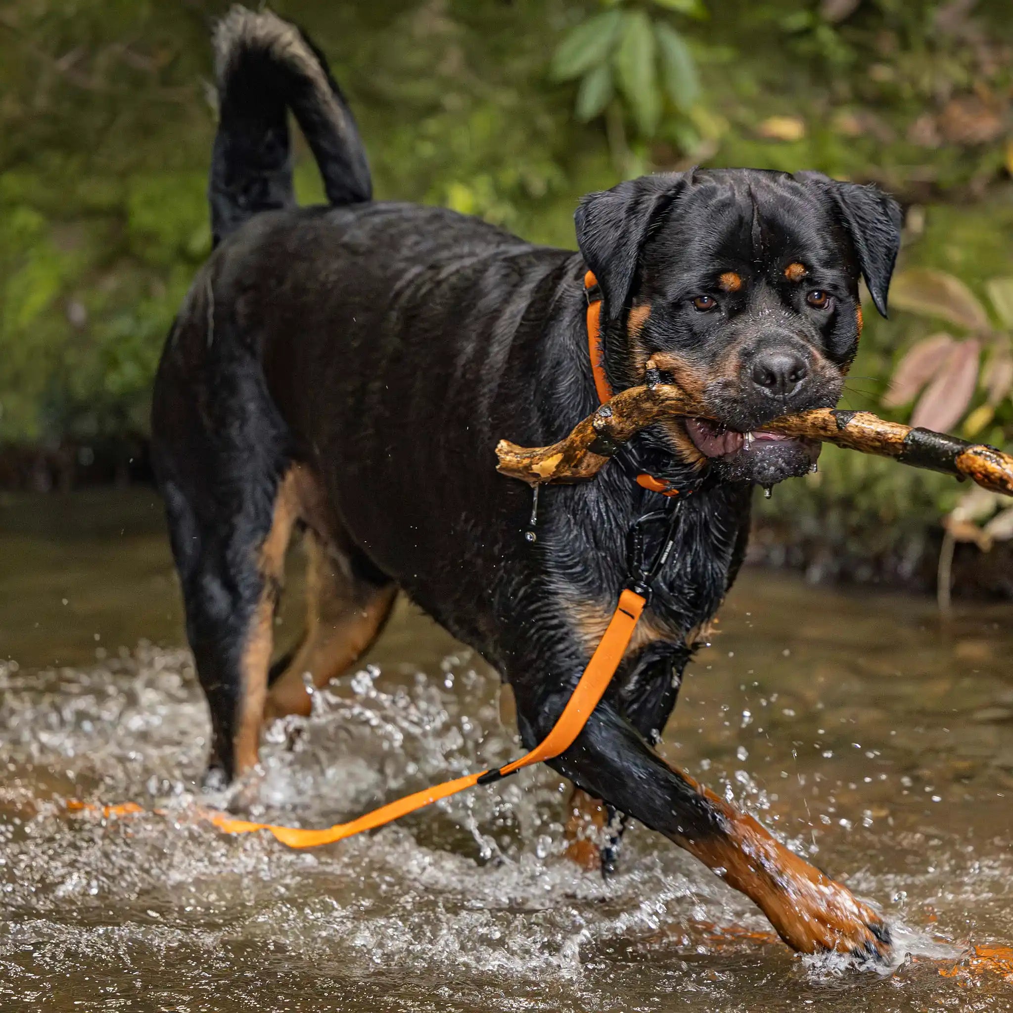Orange Terraflow Long Line Dog Leash