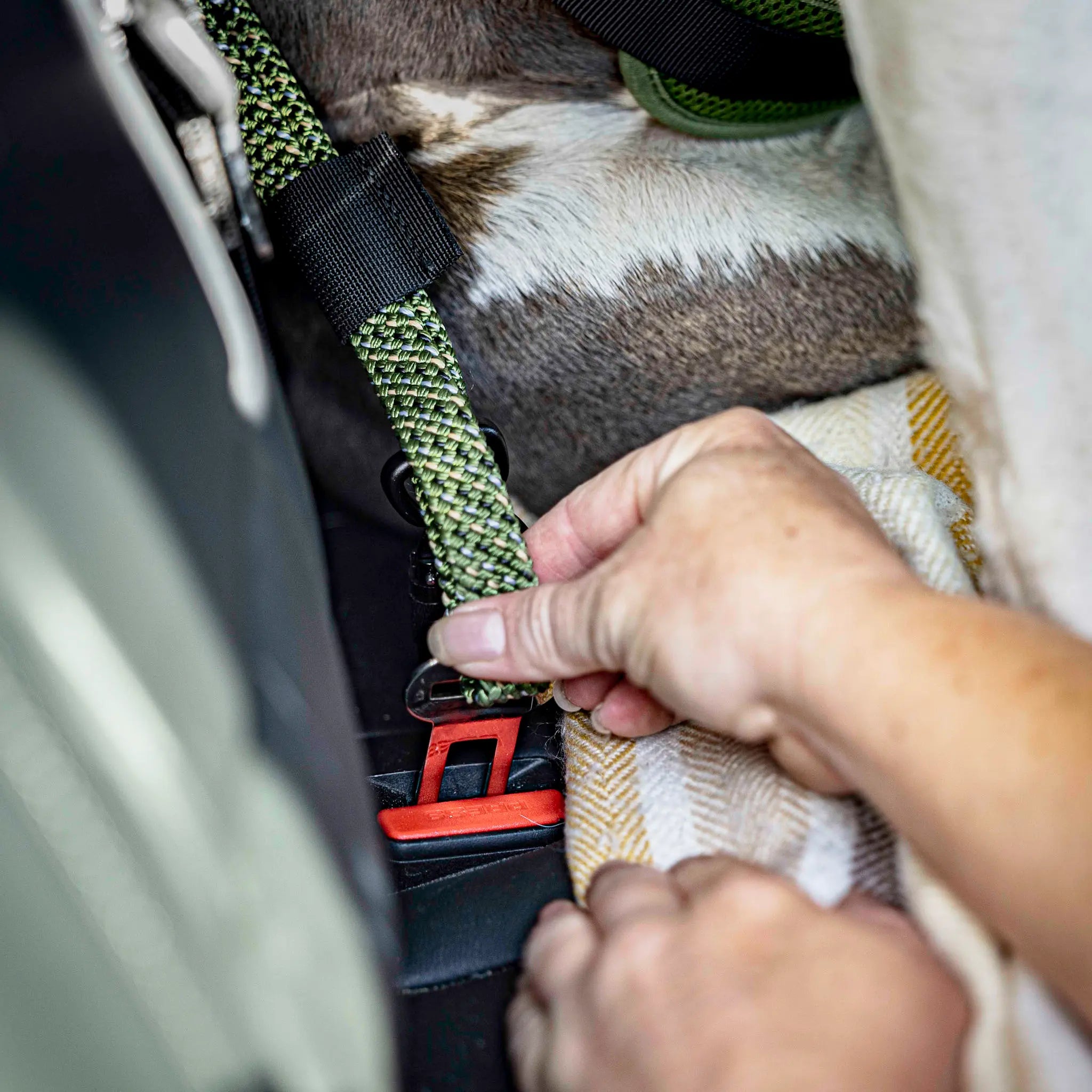 3-in-1 Dog Car Tether Remutaka