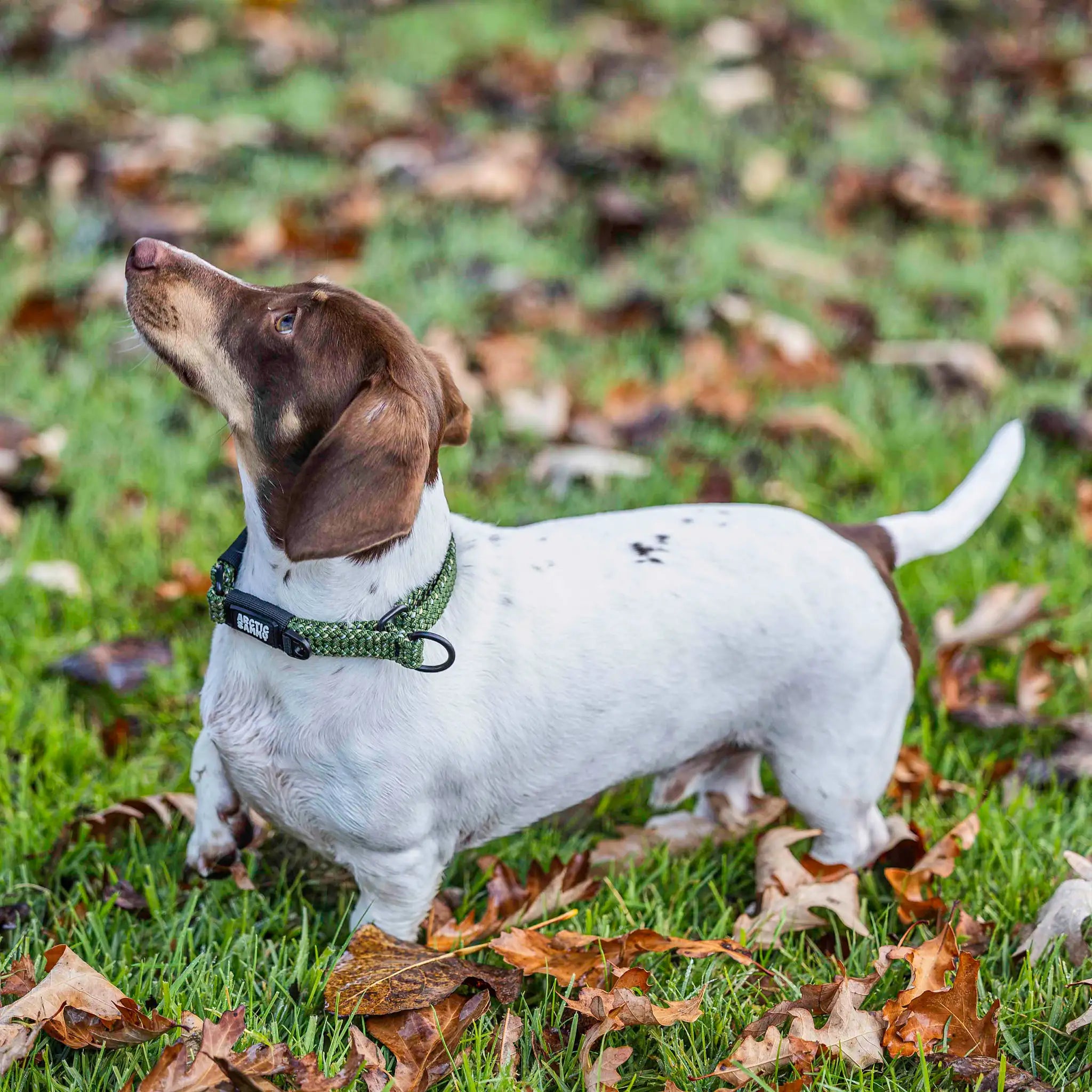 Remutaka Martingale Collar