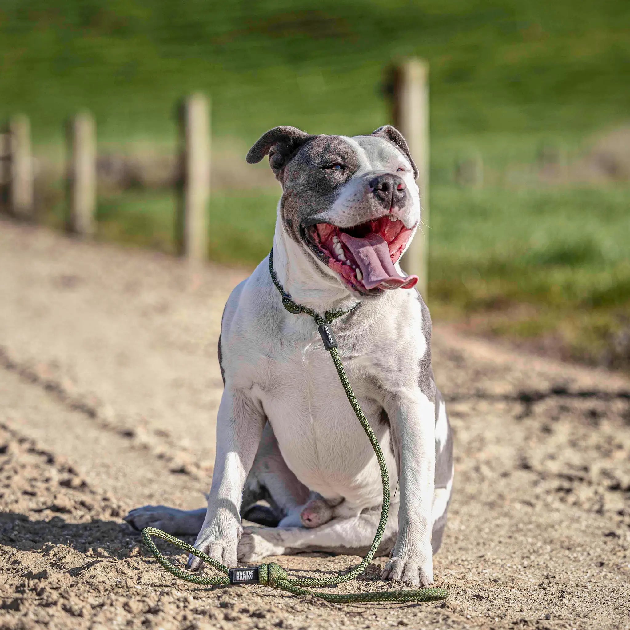 Remutaka Dog Slip Leash