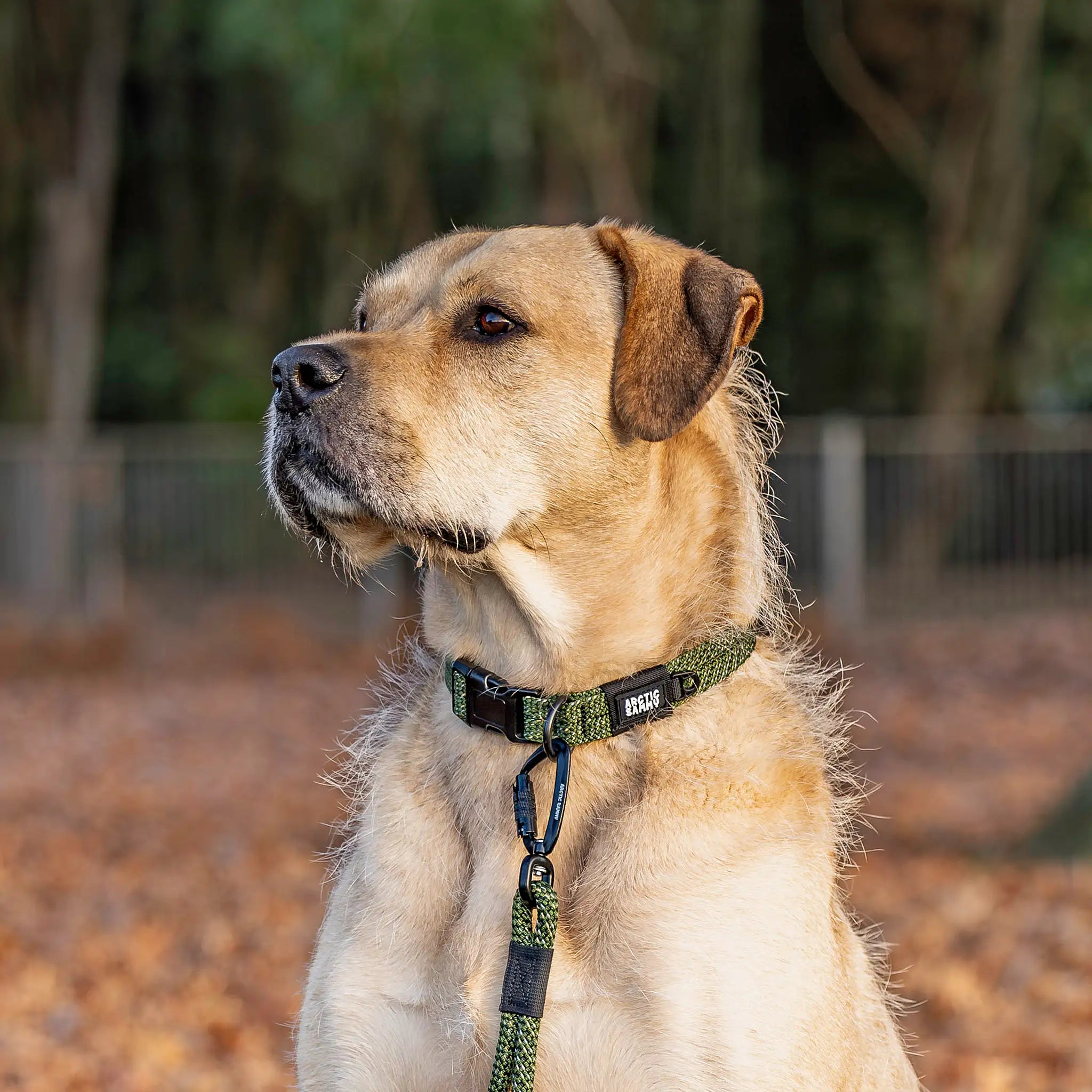Remutaka Dog Collar