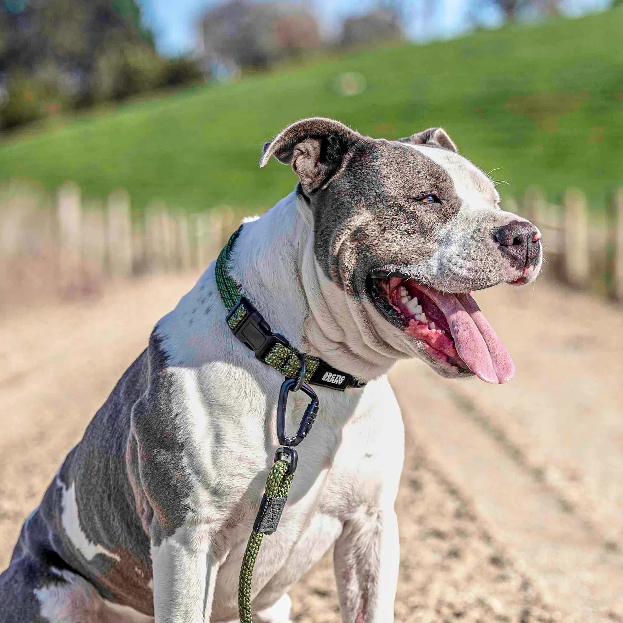 Remutaka Dog Collar