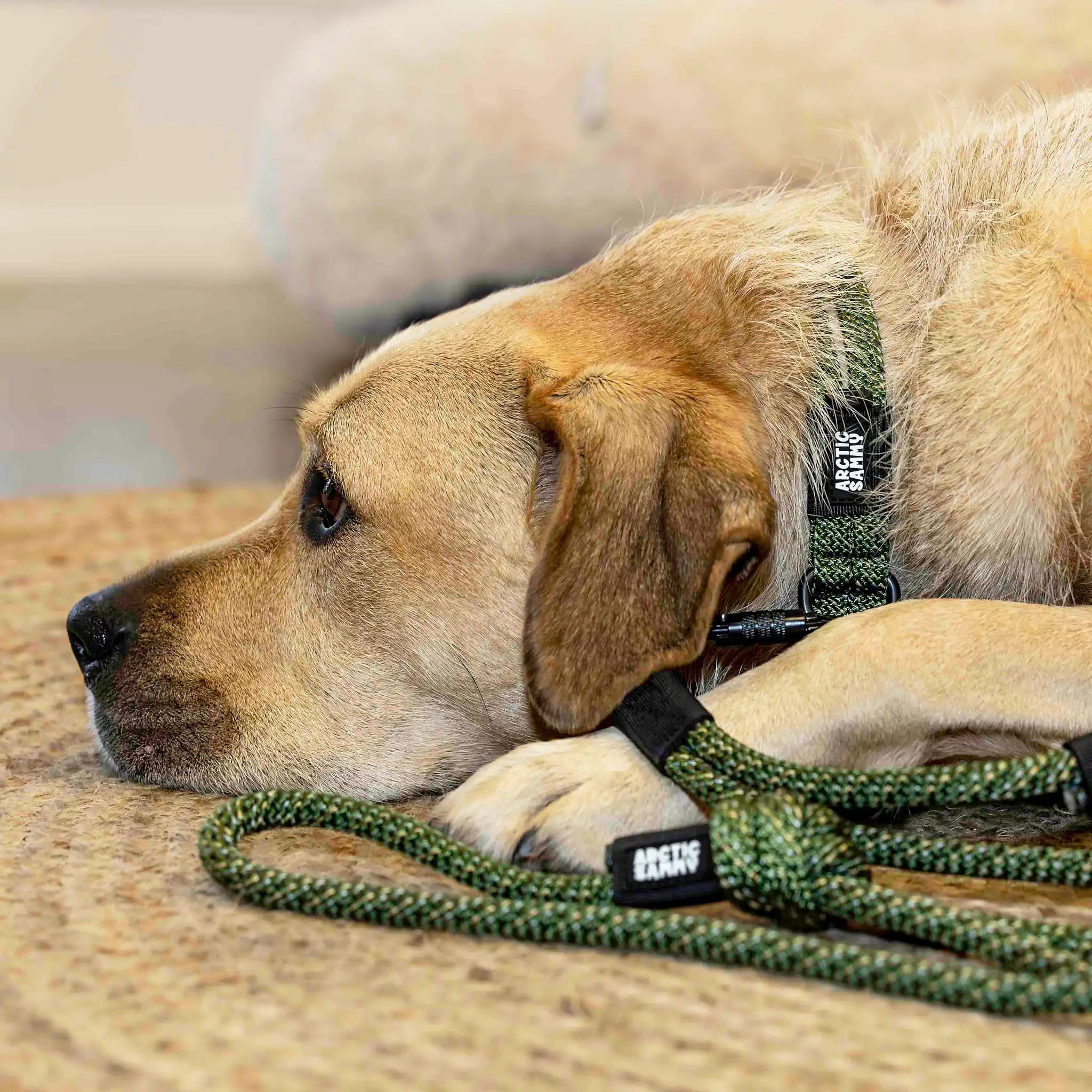 Remutaka Dog Collar