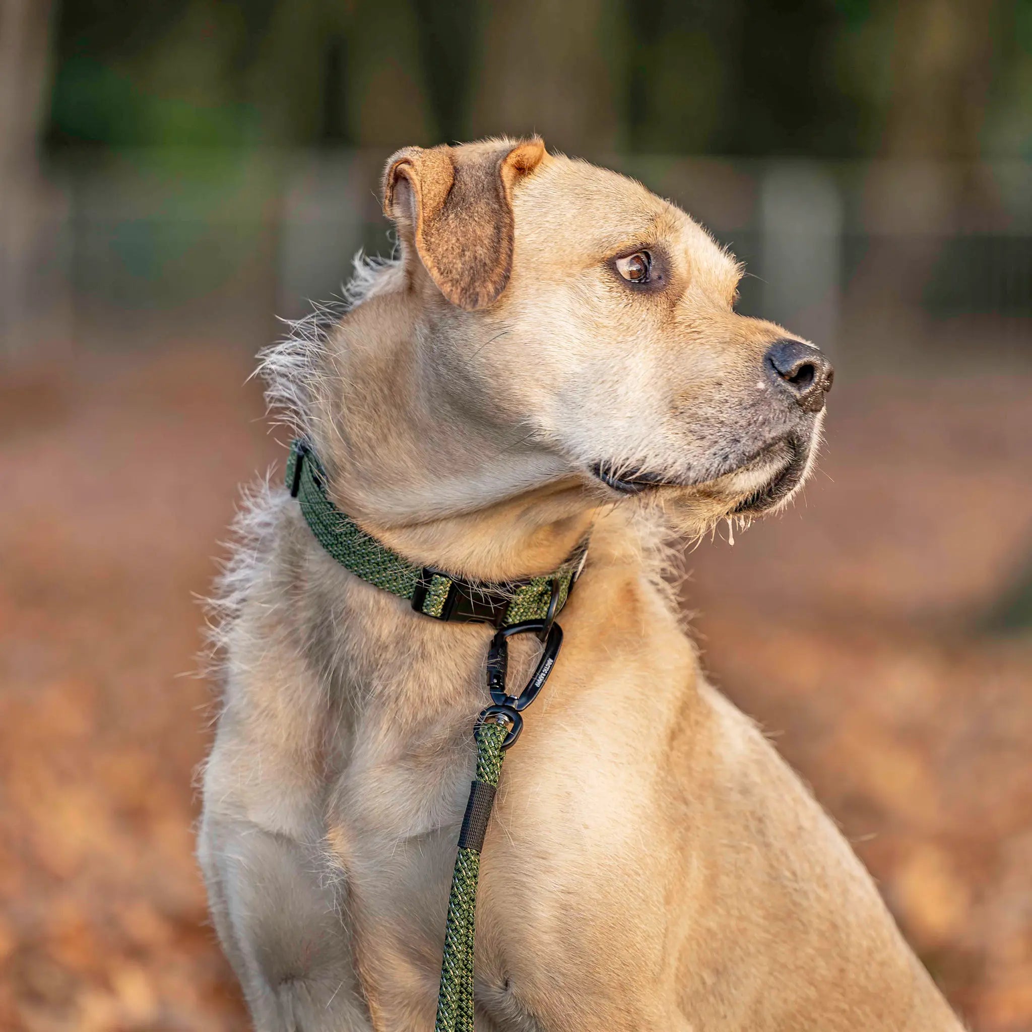 Remutaka Dog Collar