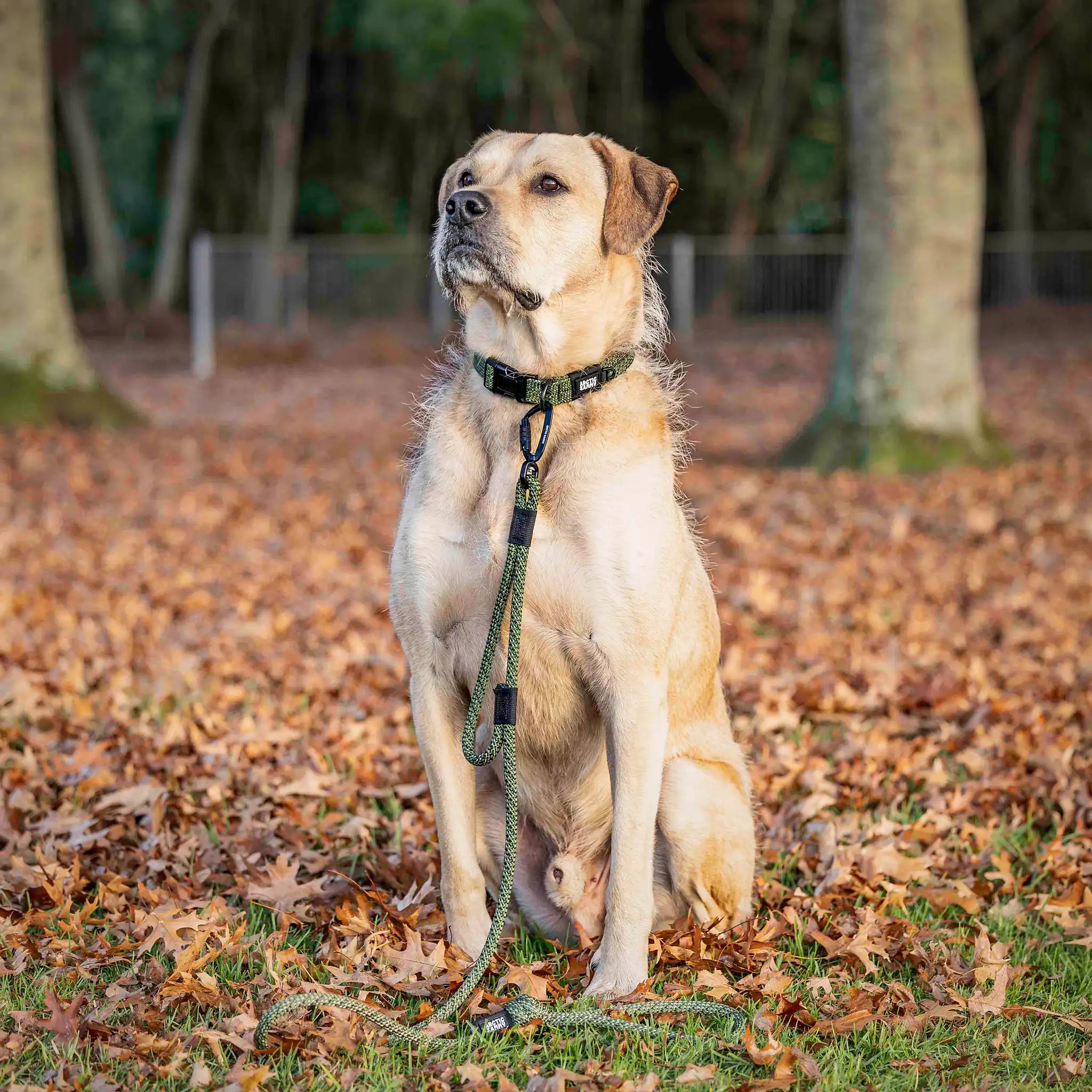 Remutaka Rope Dog Leash with Traffic Handle