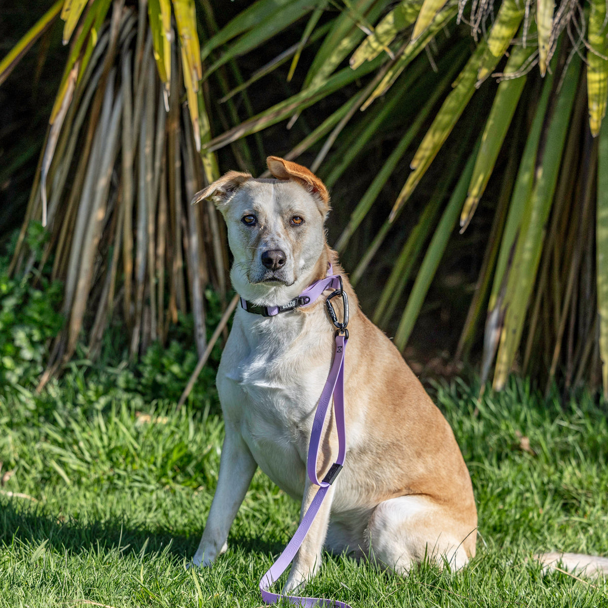 Lavender Terraflow Traffic Handle Leash 2.0