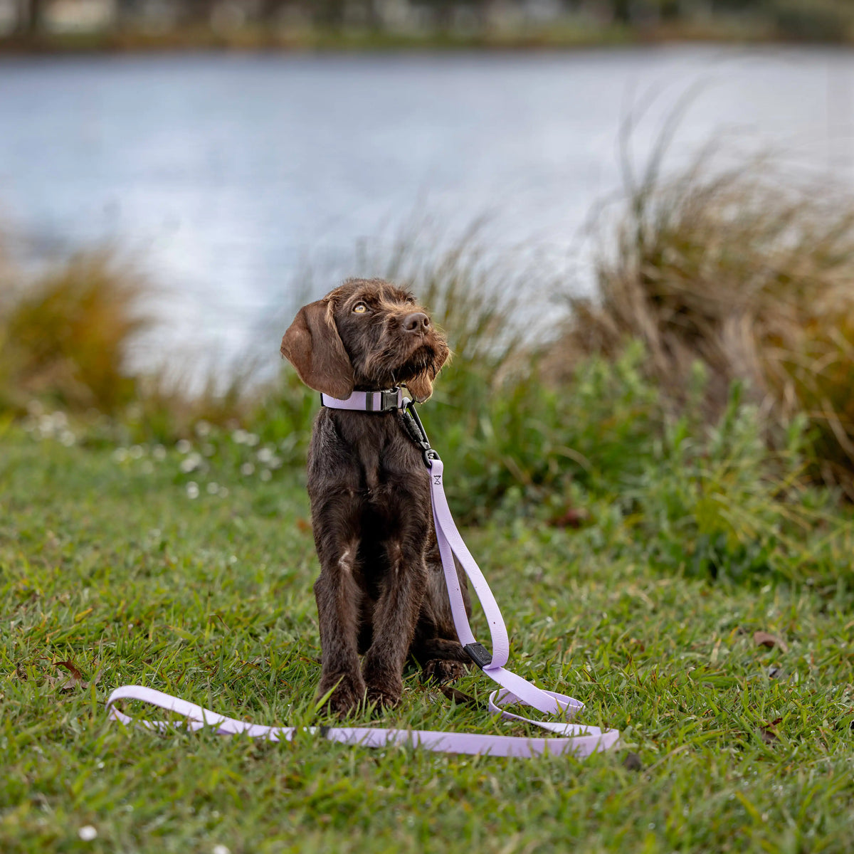 Lavender Terraflow Traffic Handle Leash 2.0