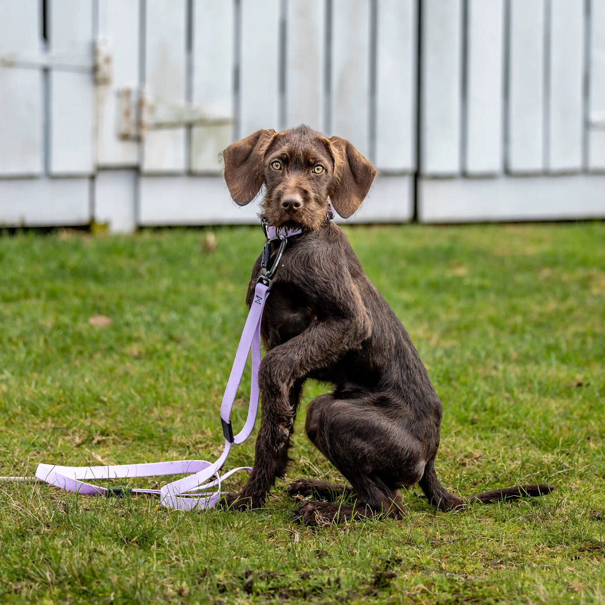 Lavender Terraflow Traffic Handle Leash 2.0