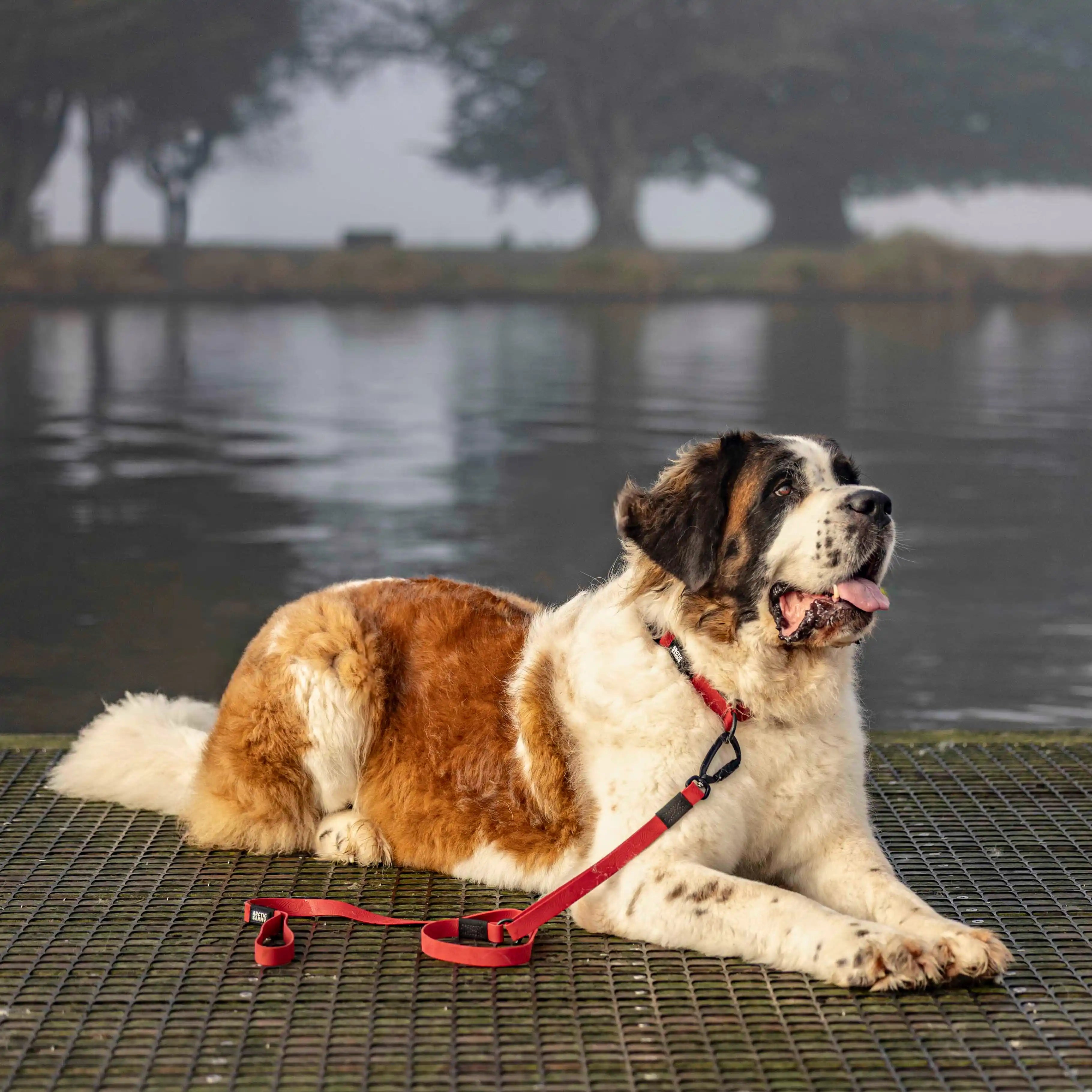 Ruby Red Terraflow Traffic Handle Leash