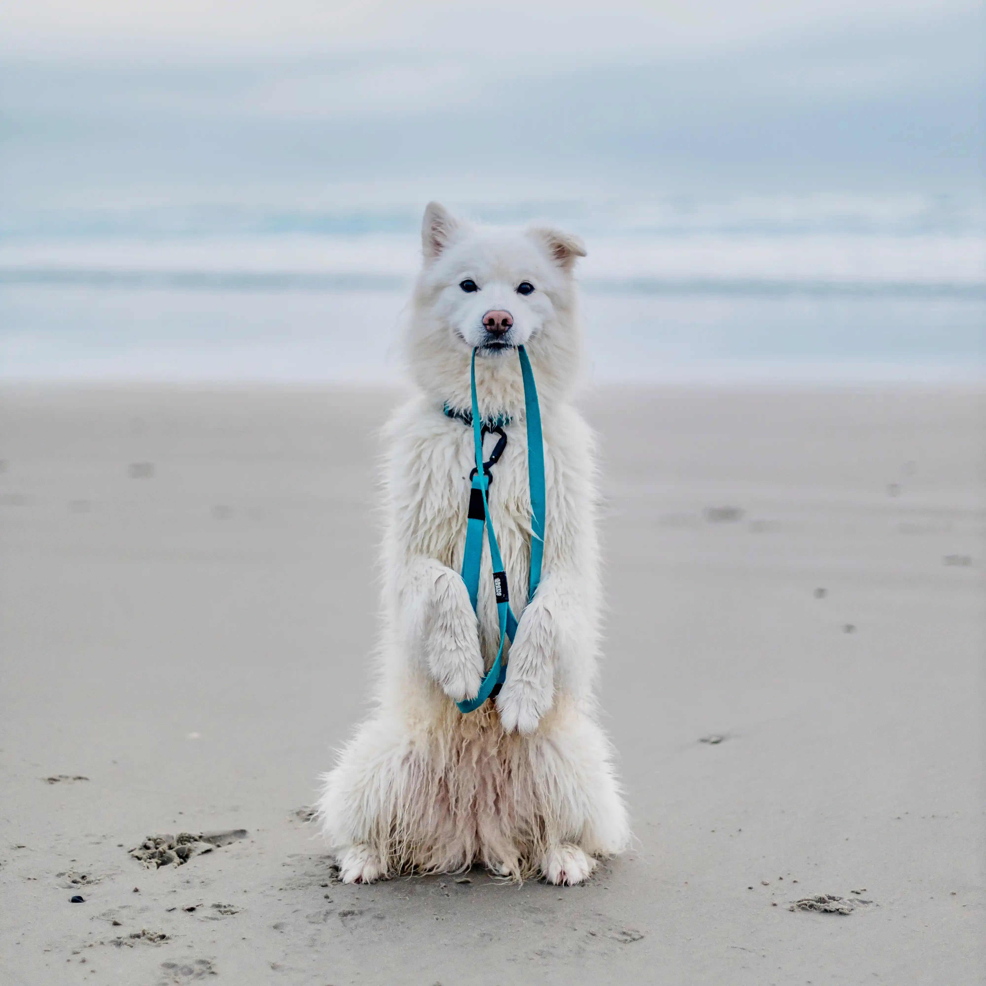 Teal Terraflow Traffic Handle Leash