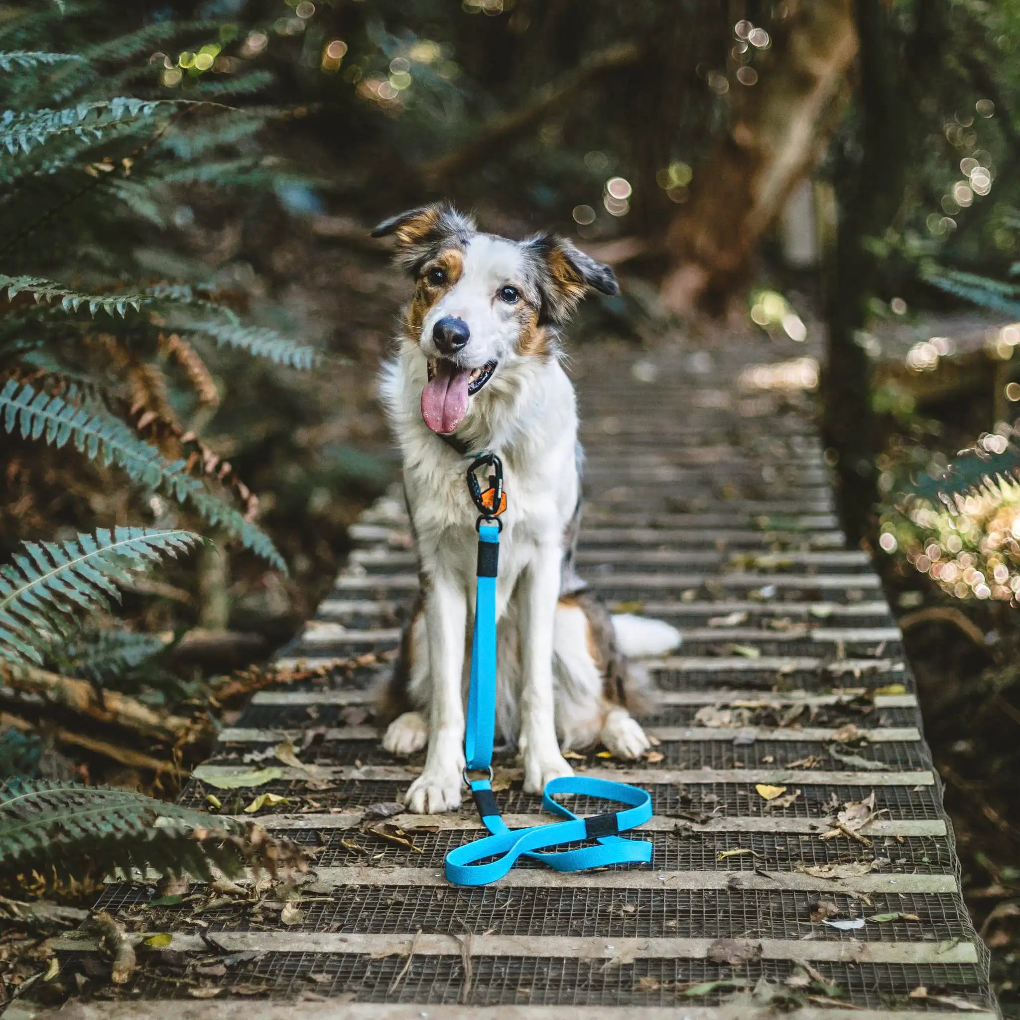 Teal Terraflow Traffic Handle Leash