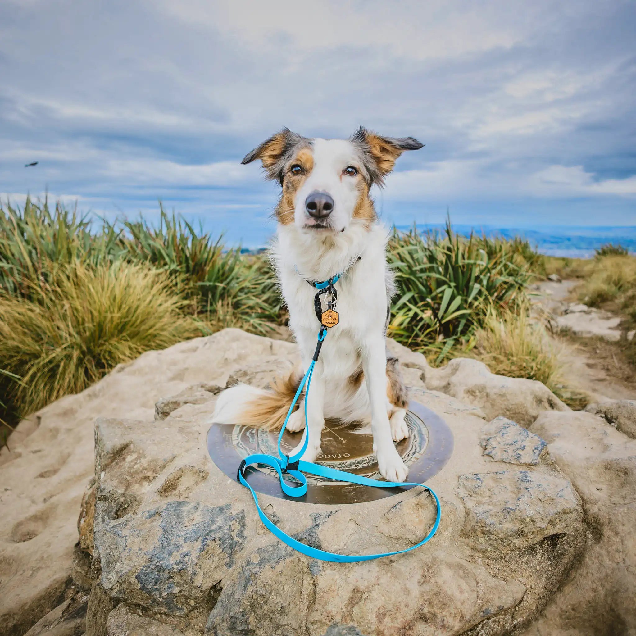 Teal Terraflow Traffic Handle Leash