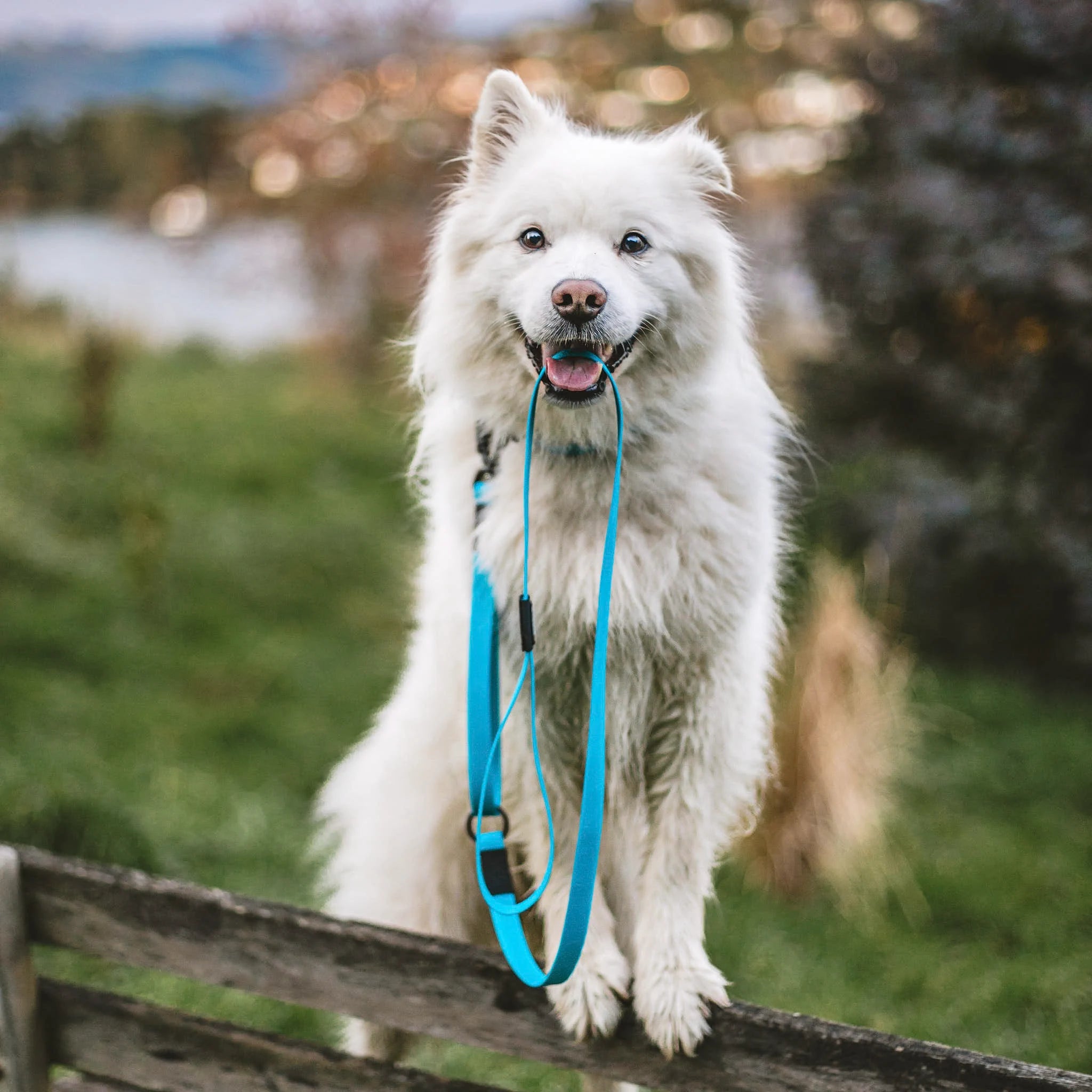 Teal Terraflow Traffic Handle Leash