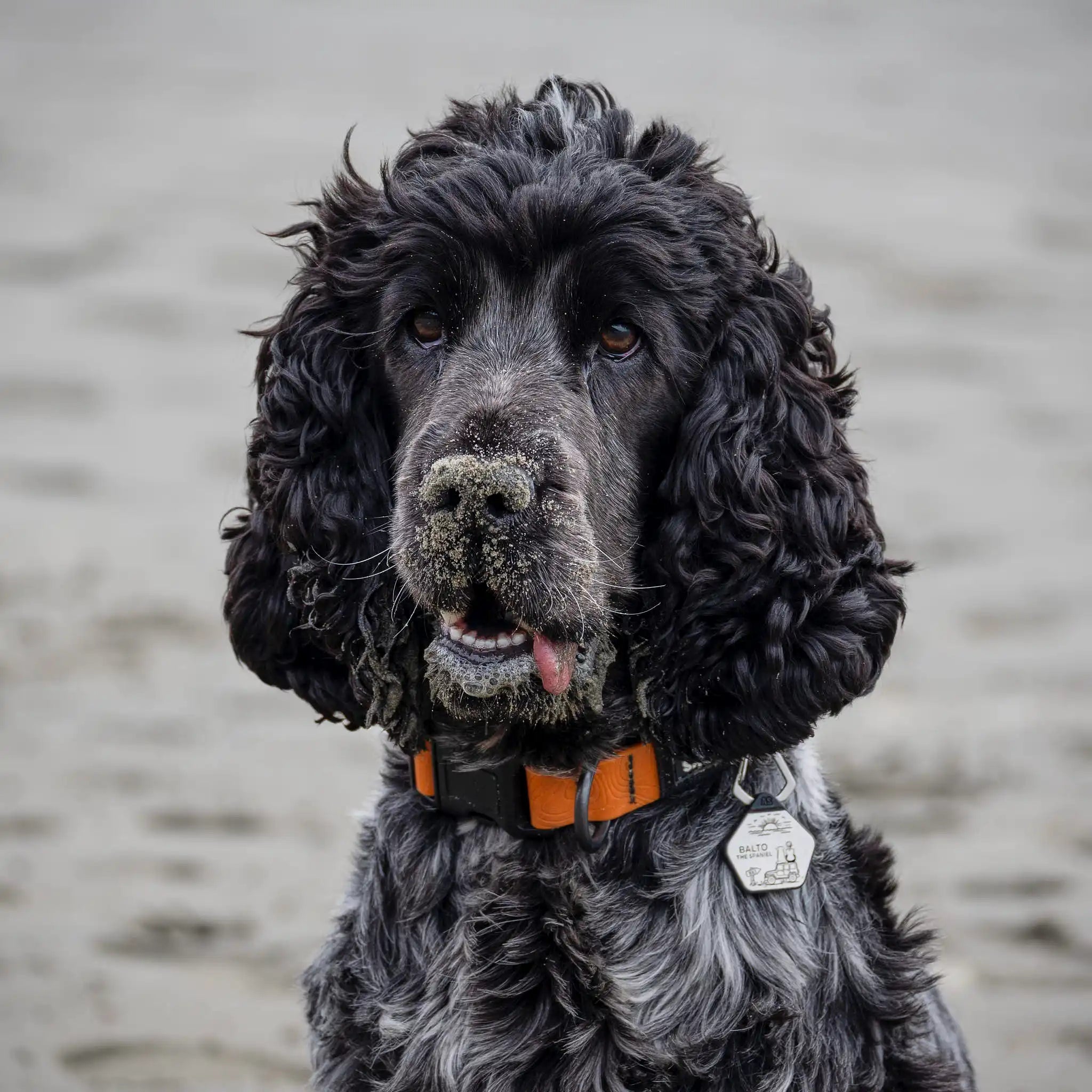 Orange Terraflow Waterproof Dog Collar