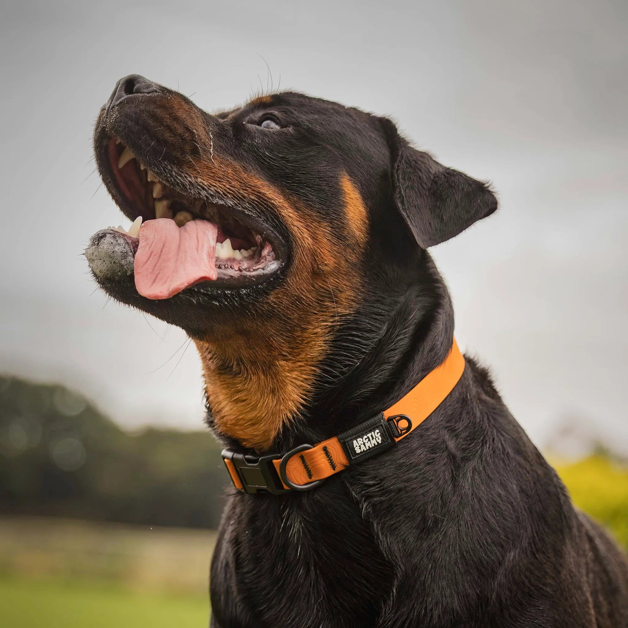 Orange Terraflow Waterproof Dog Collar
