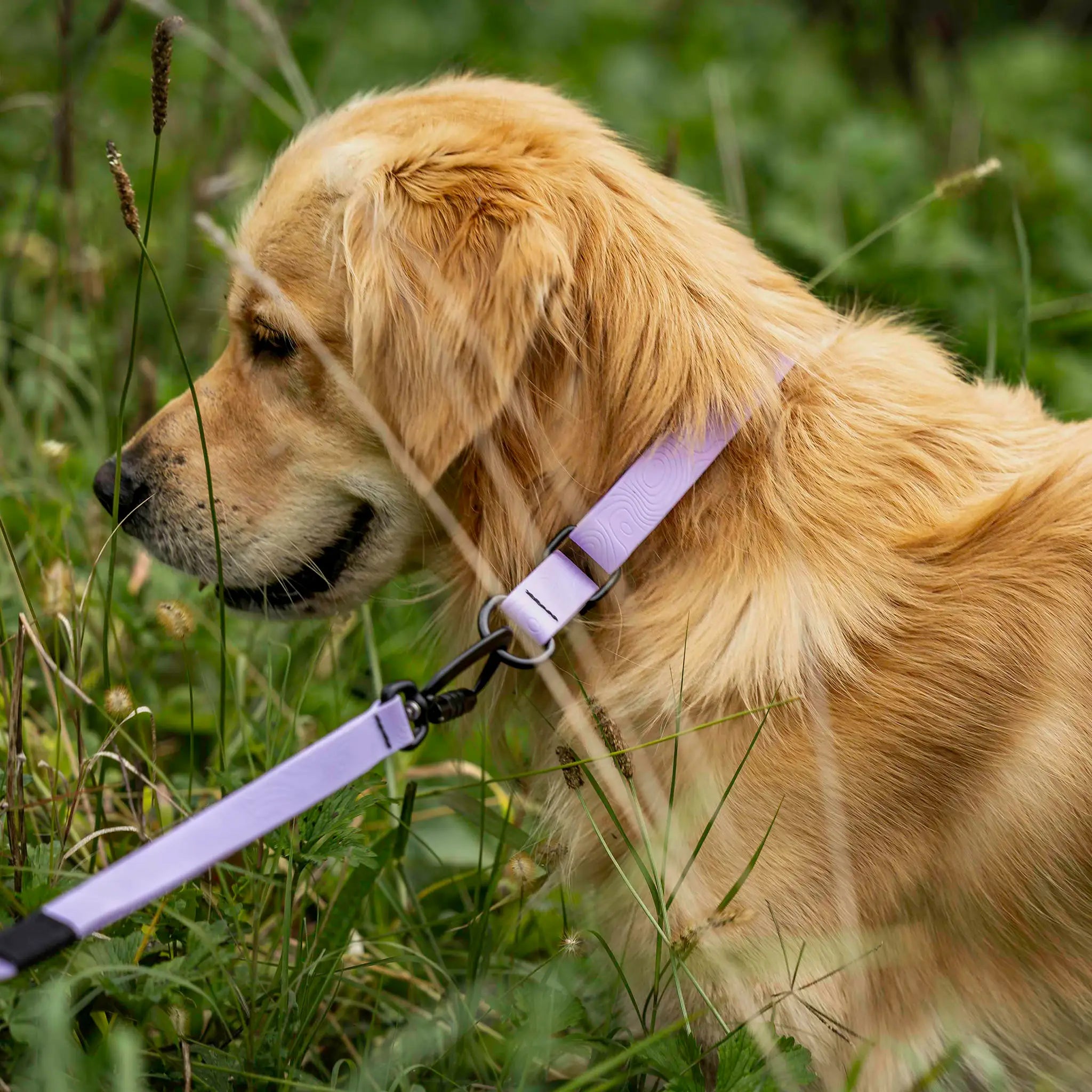 Lavender Terraflow Waterproof Martingale Dog Collar