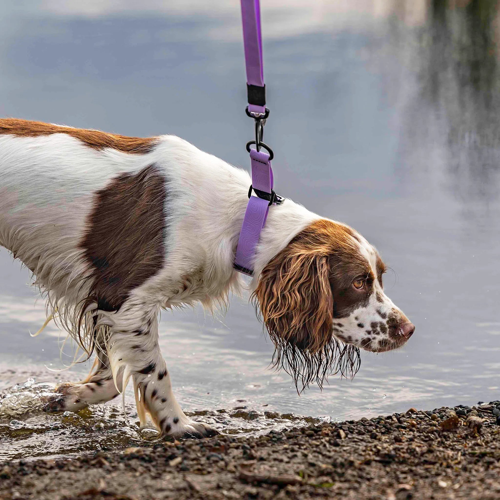 Lavender Terraflow Waterproof Martingale Dog Collar