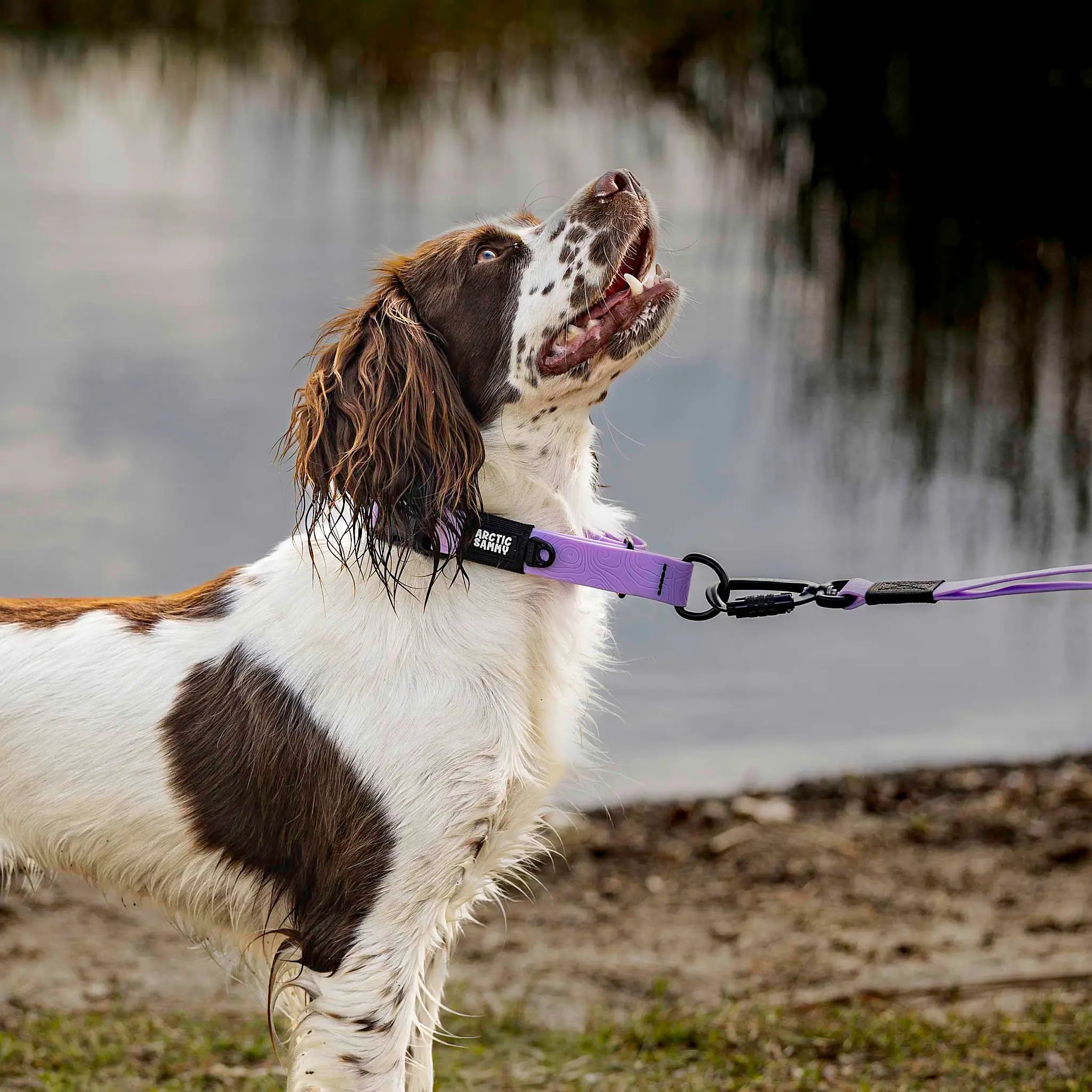 Lavender Terraflow Waterproof Martingale Dog Collar