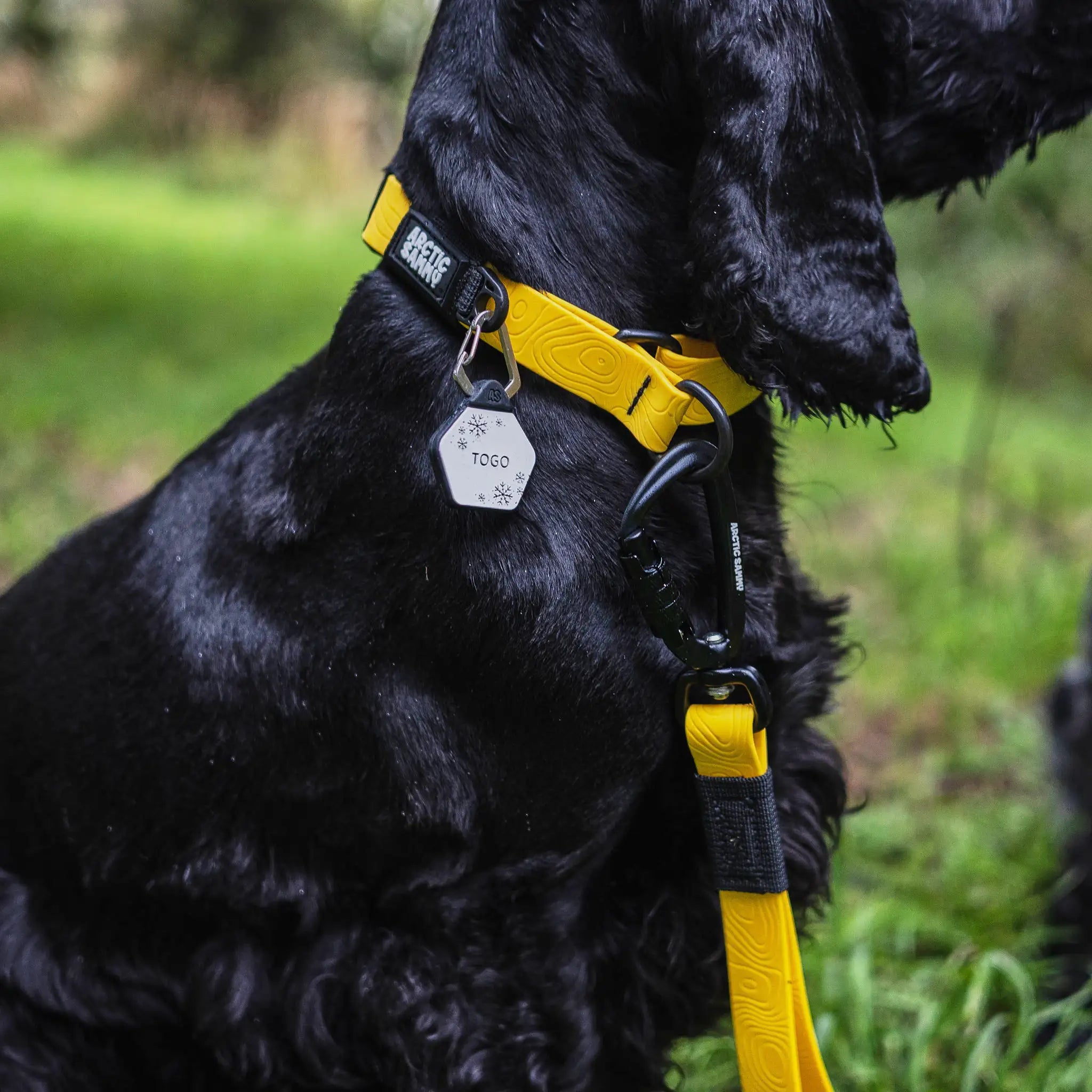 Mustard Yellow Terraflow Waterproof Martingale Dog Collar