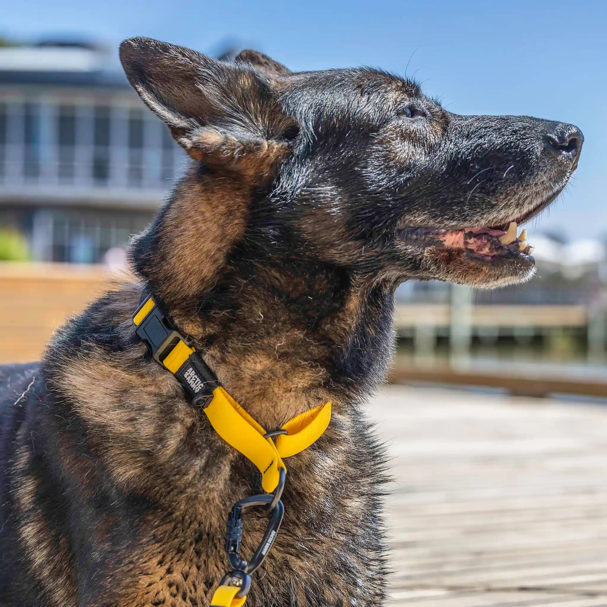 Mustard Yellow Terraflow Waterproof Martingale Dog Collar