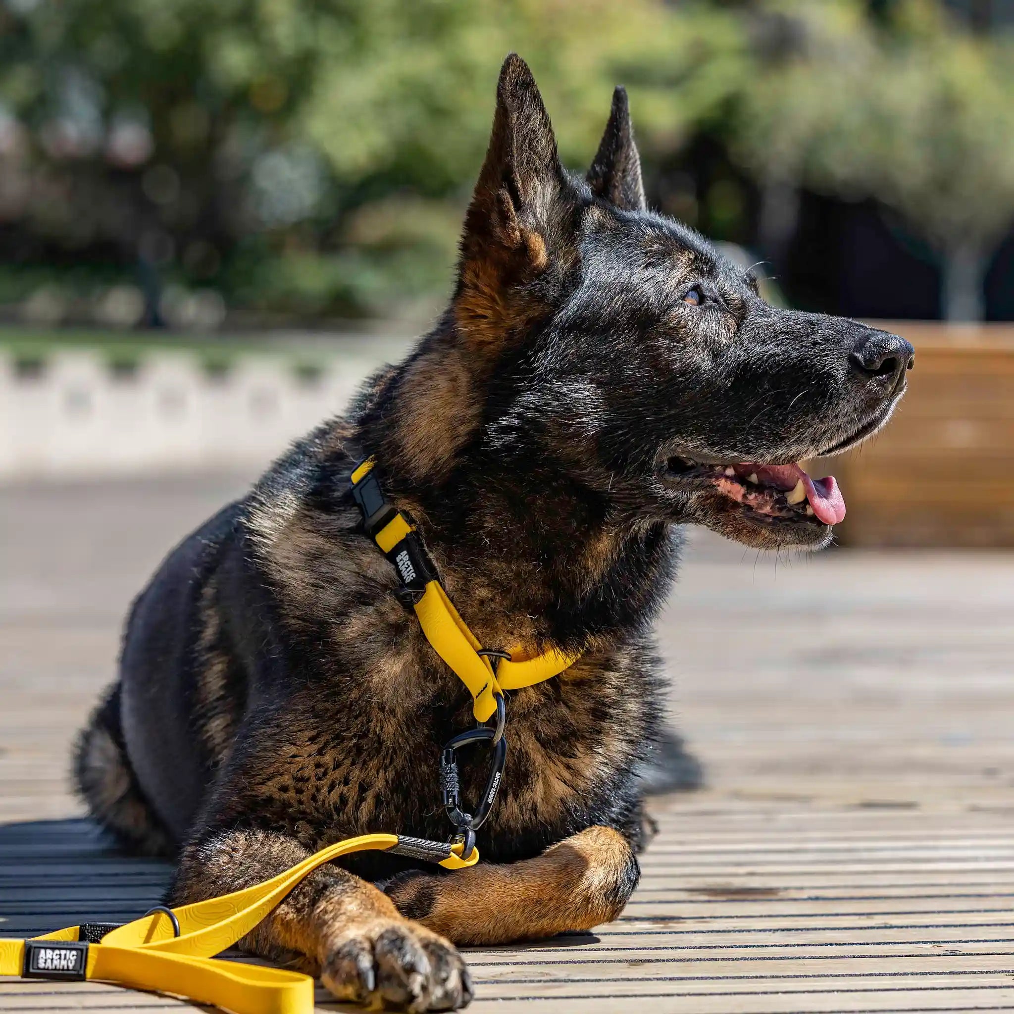 Mustard Yellow Terraflow Waterproof Martingale Dog Collar