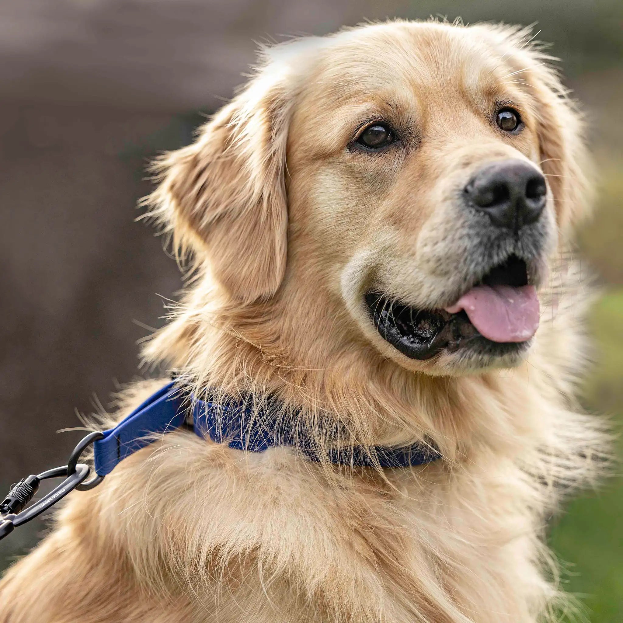 Navy Blue Terraflow Waterproof Martingale Dog Collar