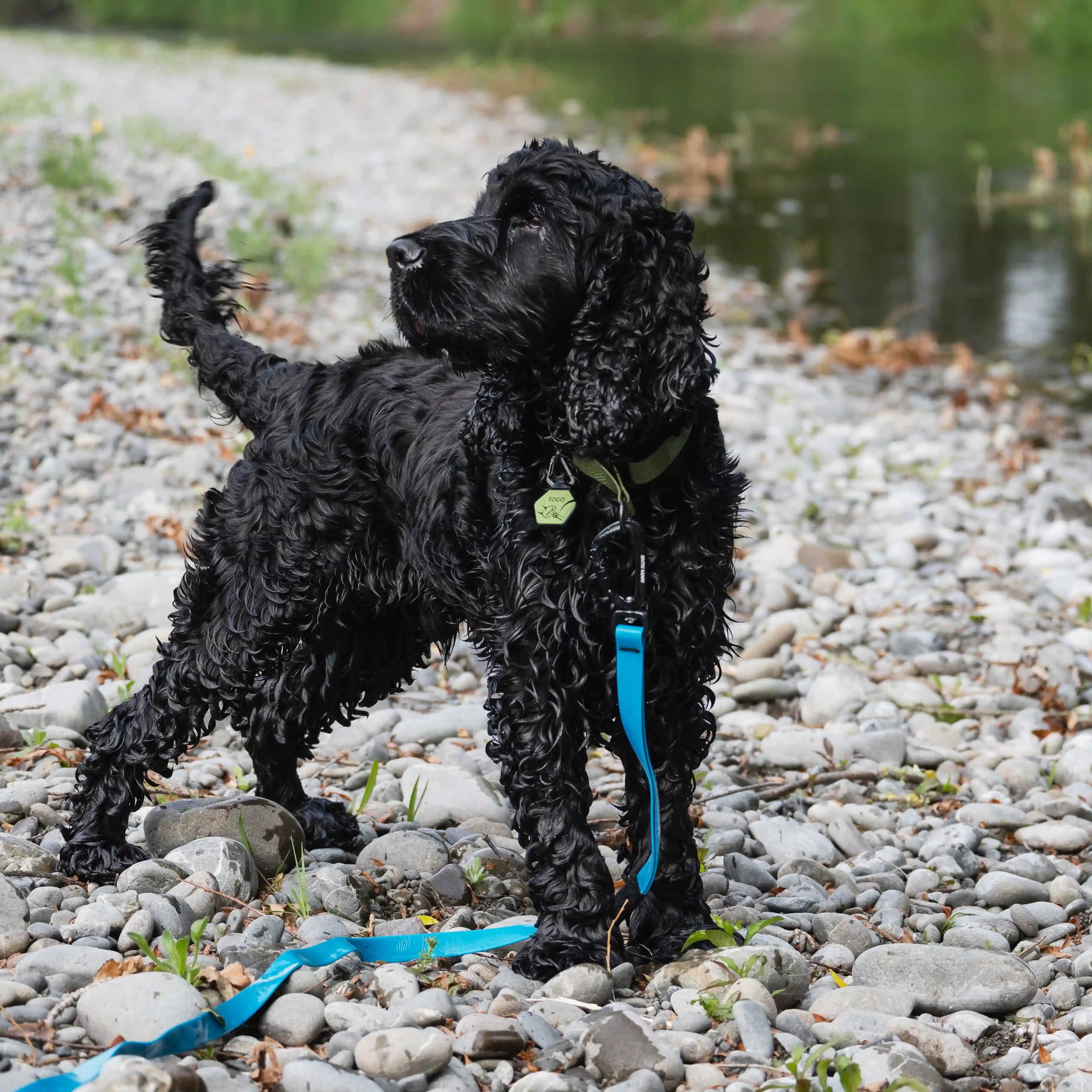 Olive Terraflow Waterproof Martingale Dog Collar