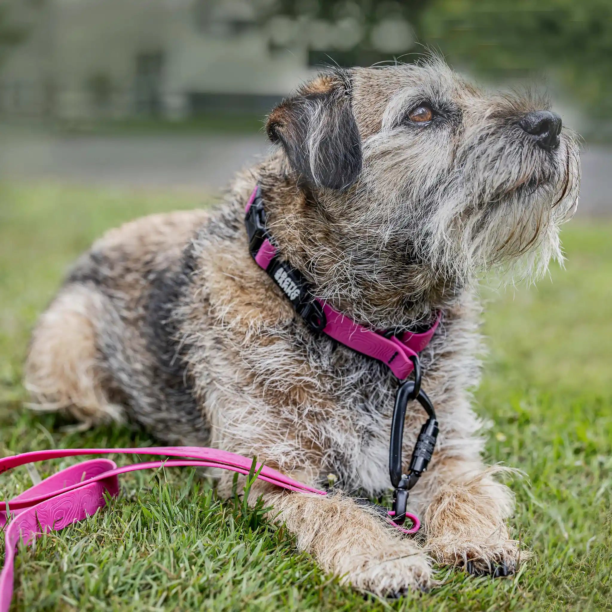 Pink Terraflow Waterproof Martingale Dog Collar
