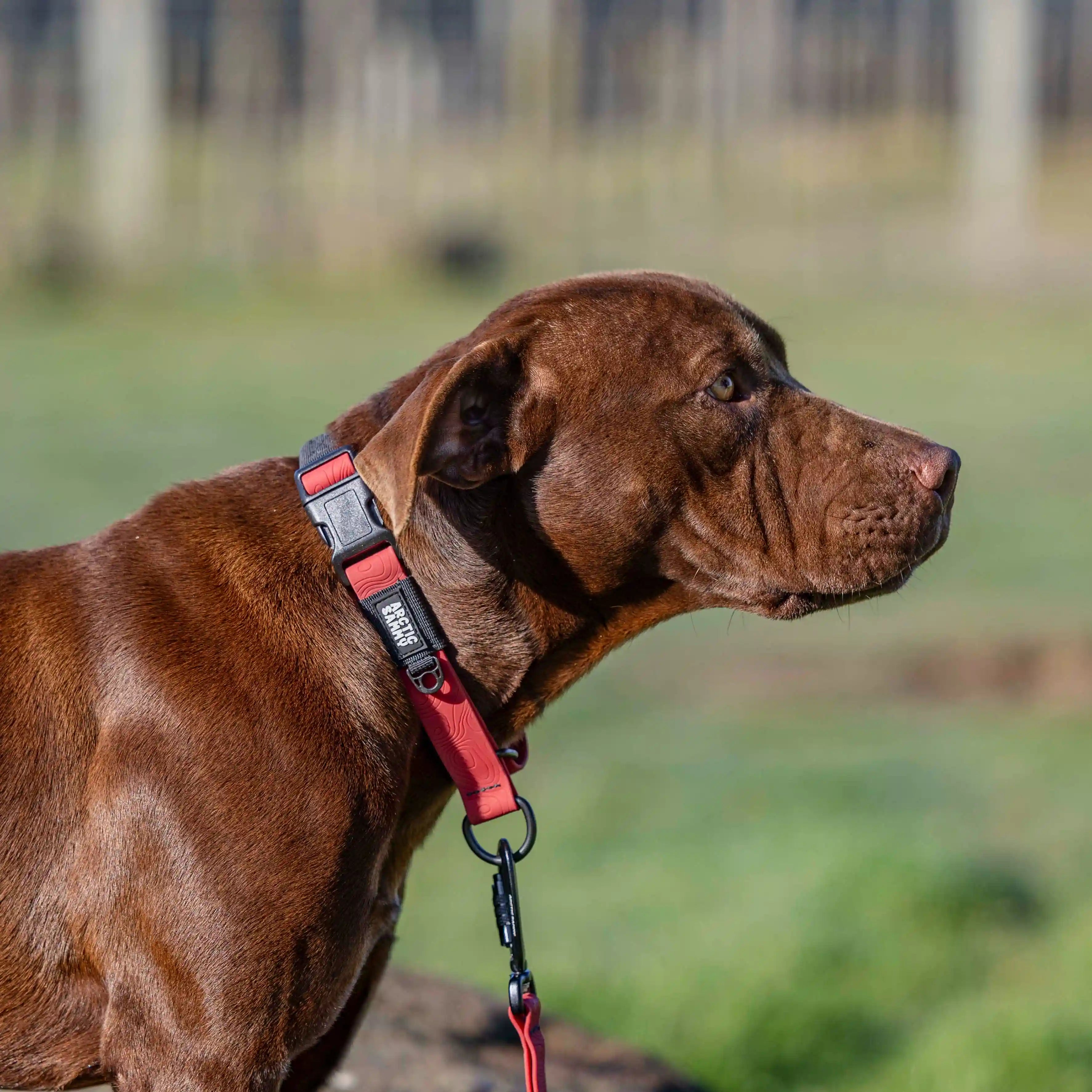 Ruby Red Terraflow Waterproof Martingale Dog Collar