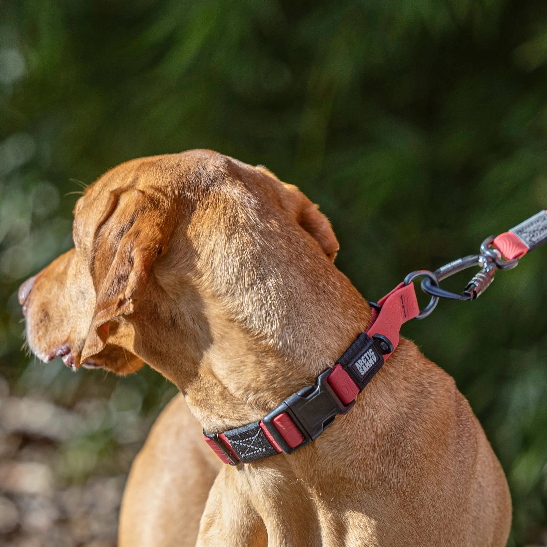 Ruby Red Terraflow Waterproof Martingale Dog Collar