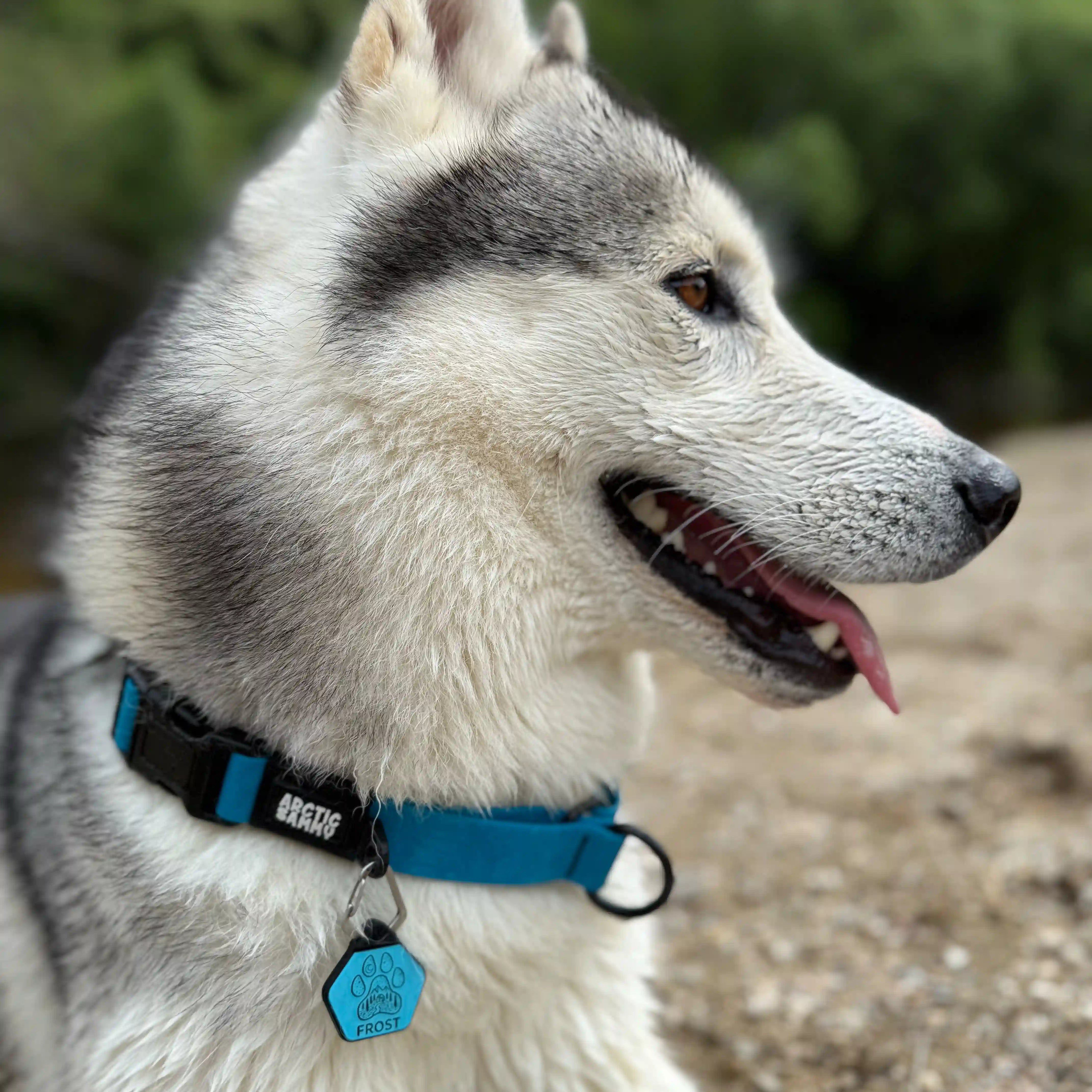 Teal Terraflow Waterproof Martingale Dog Collar