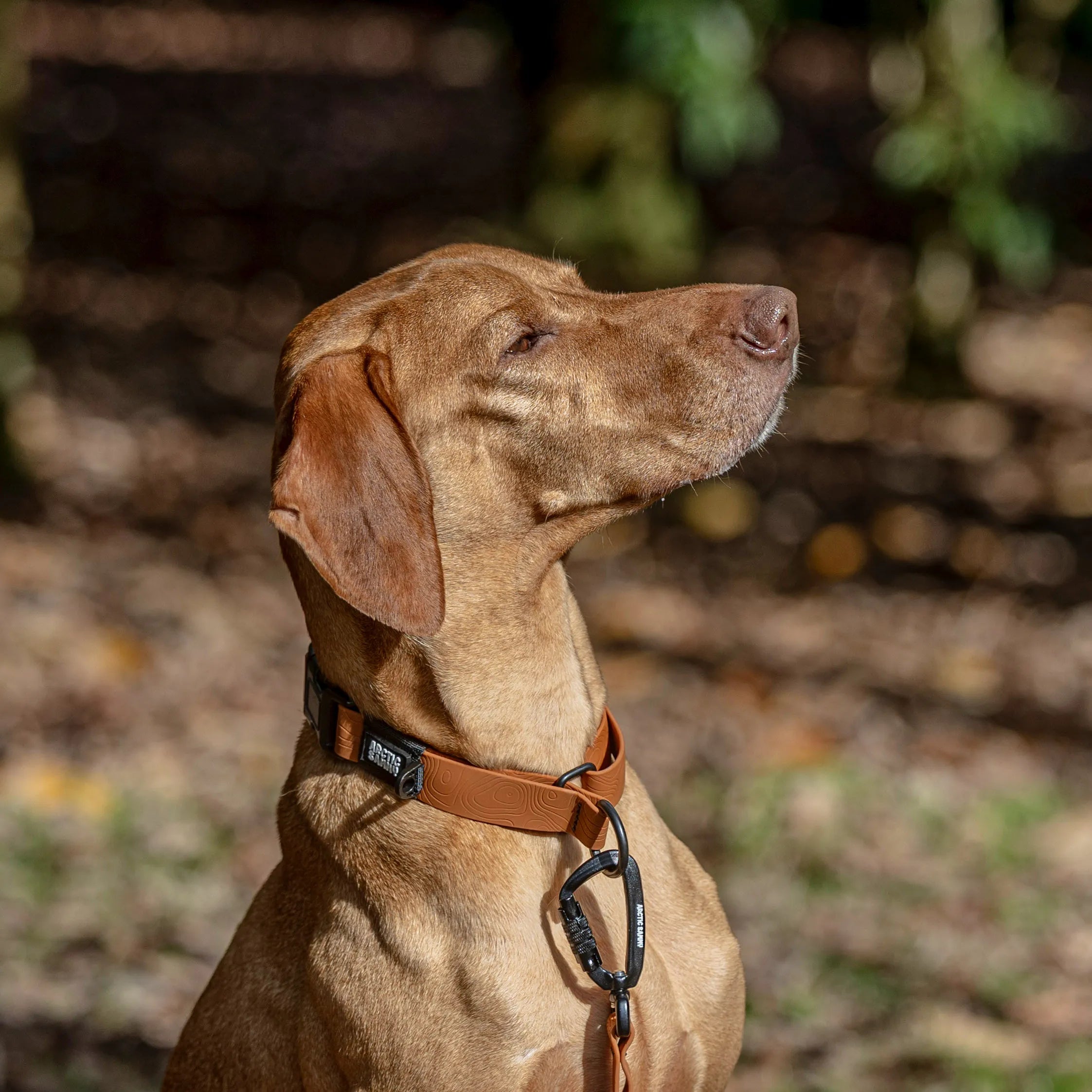Toffee Brown Terraflow Waterproof Martingale Dog Collar