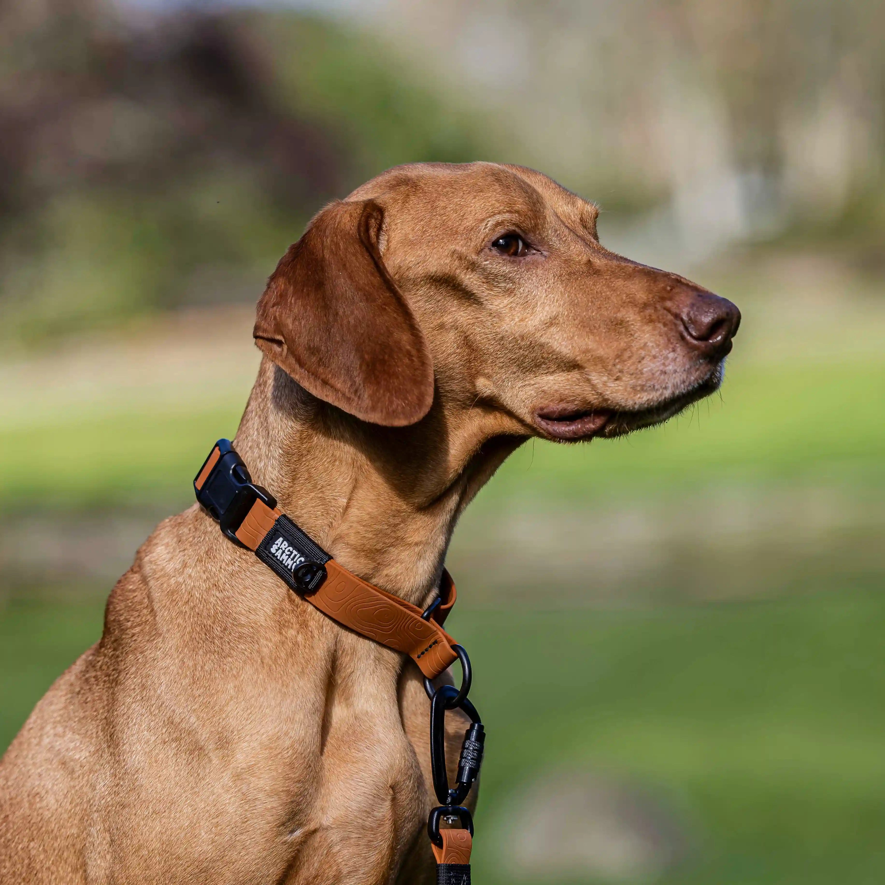 Toffee Brown Terraflow Waterproof Martingale Dog Collar