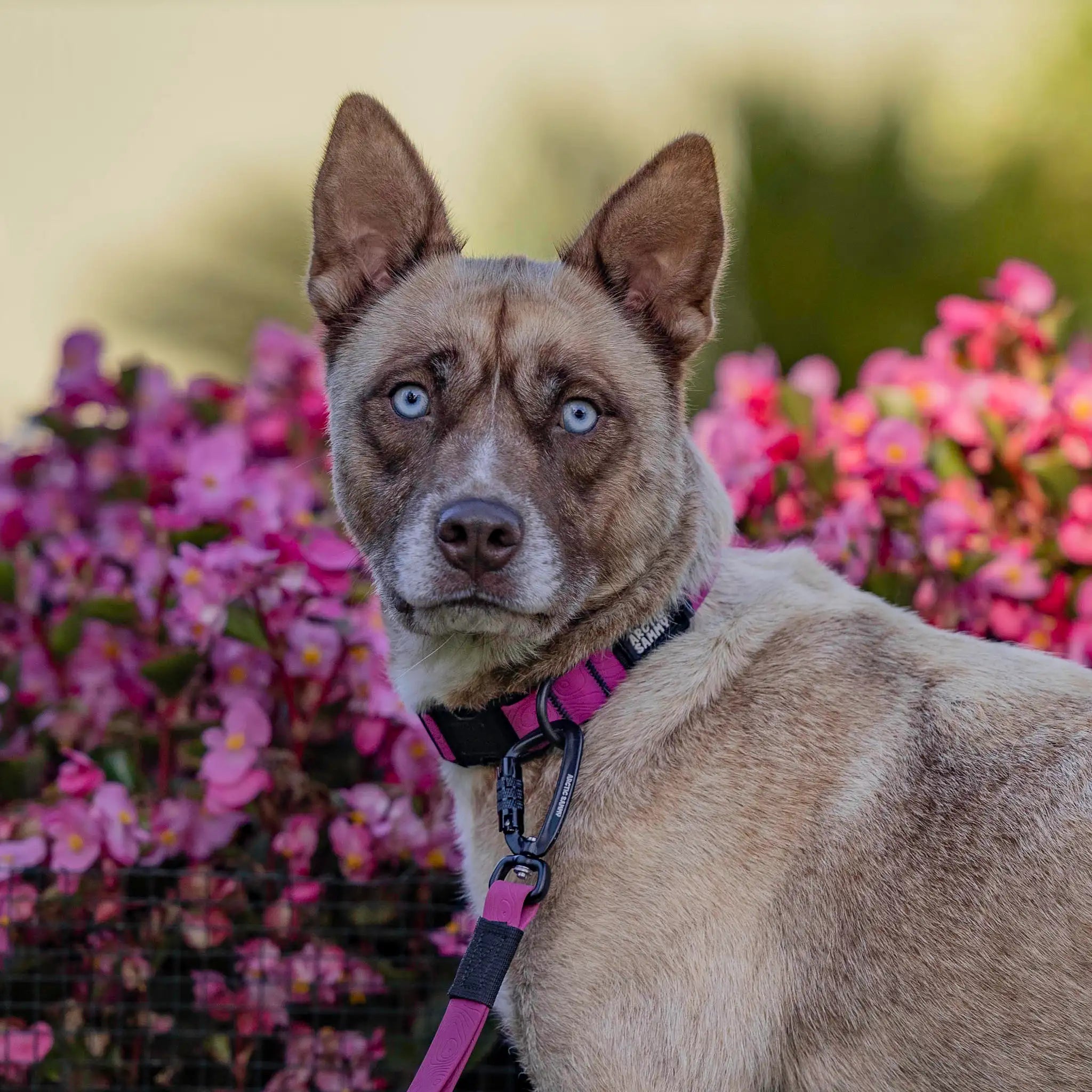 Pink Terraflow Waterproof Dog Collar