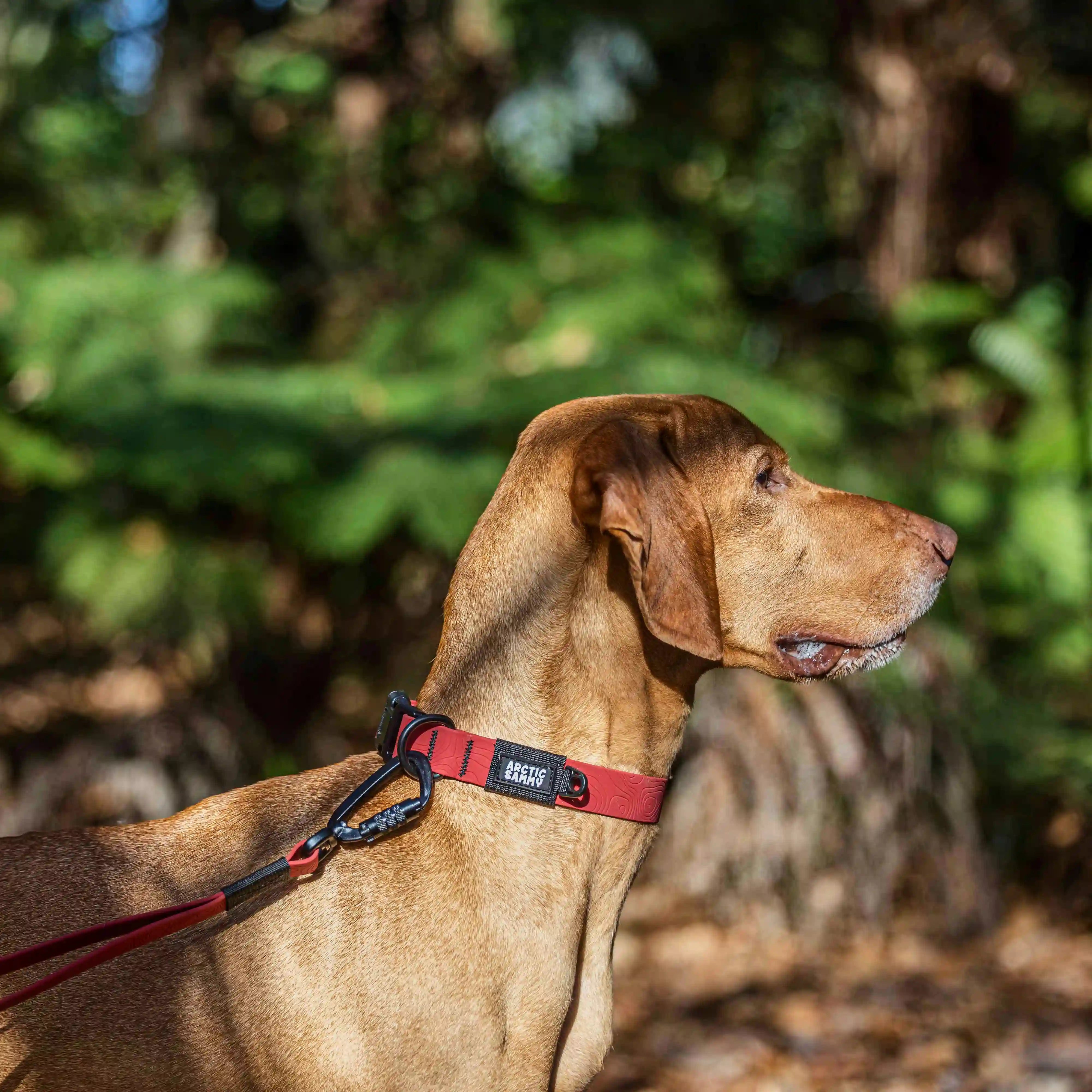 Ruby Red Terraflow Waterproof Dog Collar